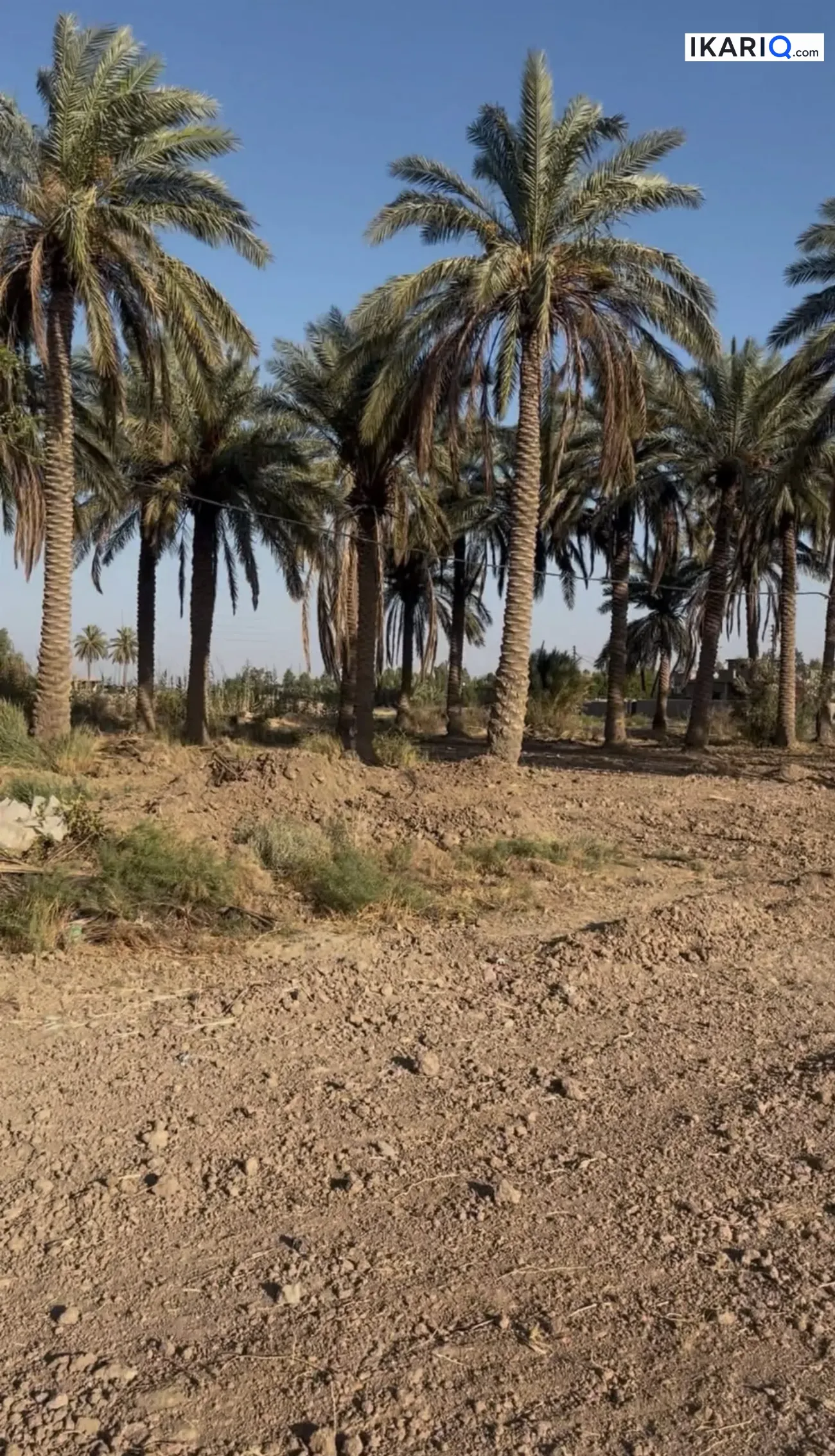 أرض للبيع في المحمودية - 10000 م² / 75,000,000 IQD — صورة 7
