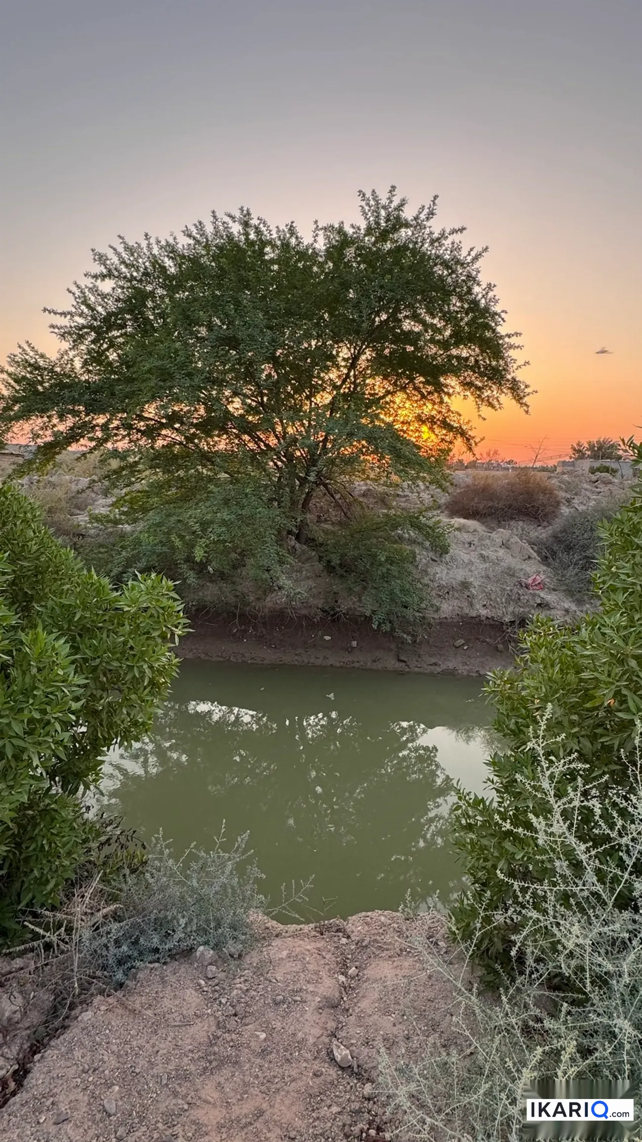 مزرعة للبيع في ابي الخصيب - 212500 م² / 2,500,000,000 IQD — صورة 2