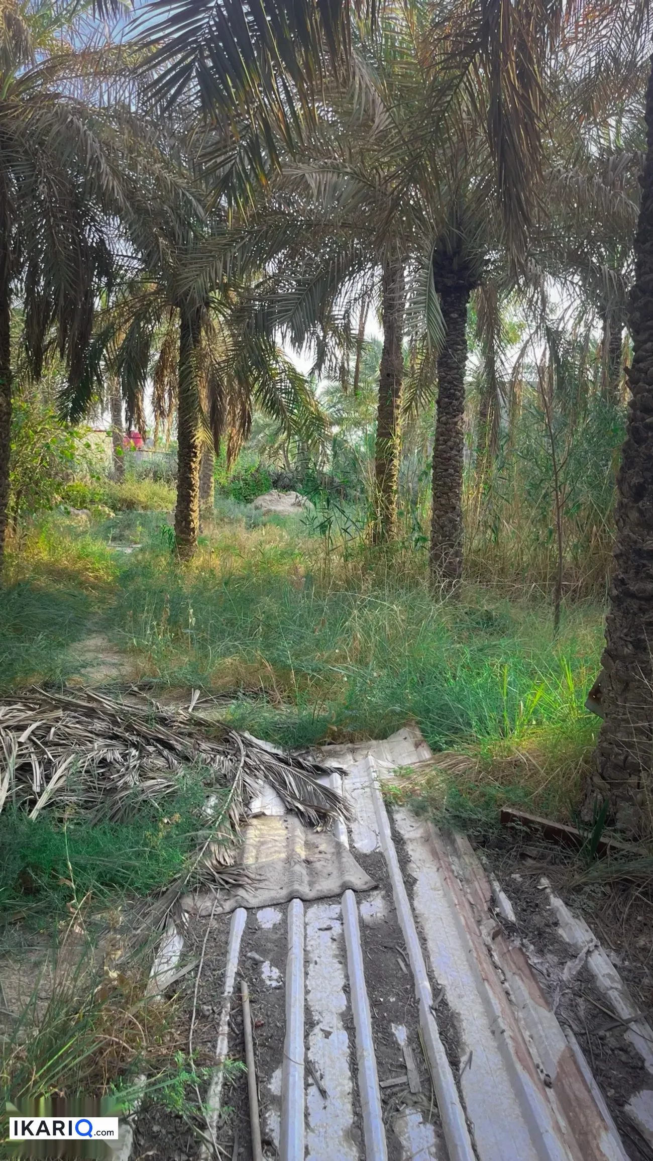 مزرعة للبيع في ابي الخصيب - 2500 م² / 300,000,000 IQD — صورة 6