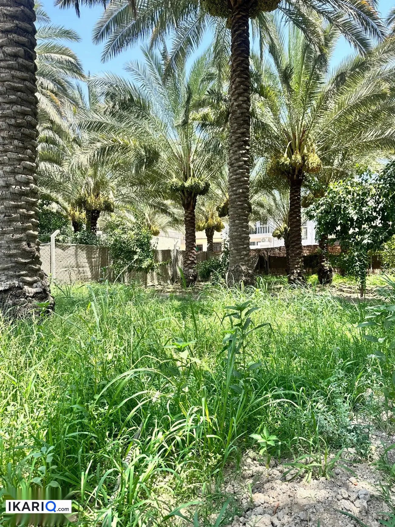 مزرعة للبيع في كربلاء - 400 م² / 230,000,000 IQD — صورة 9
