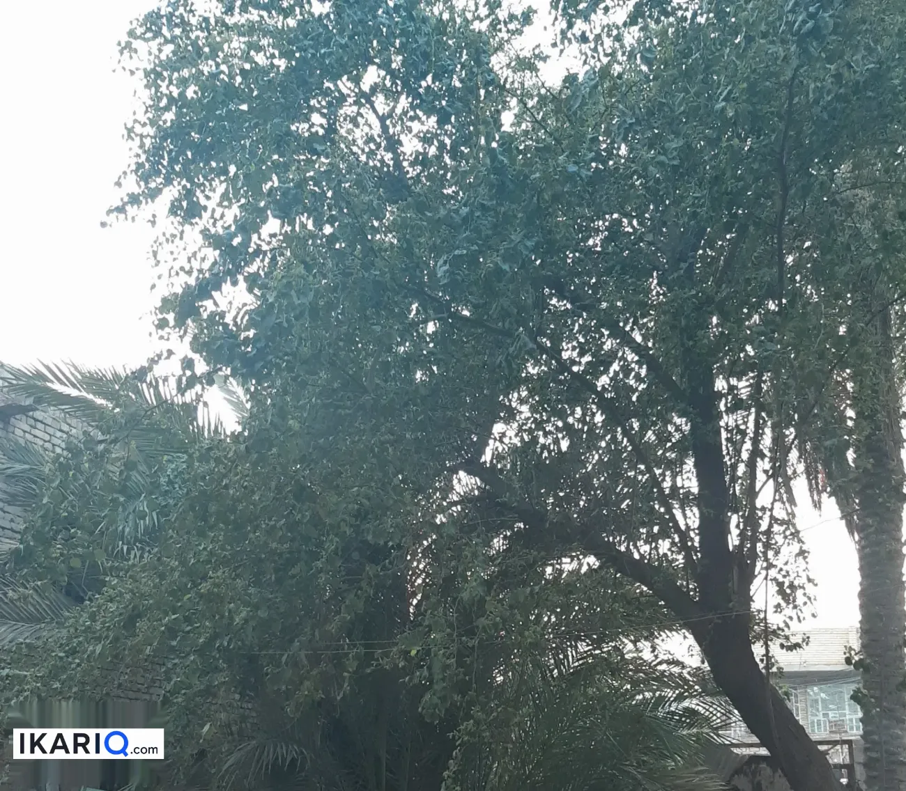 أرض للبيع في جسر ديالى - 495 م² / 1,650,000 IQD — صورة 13