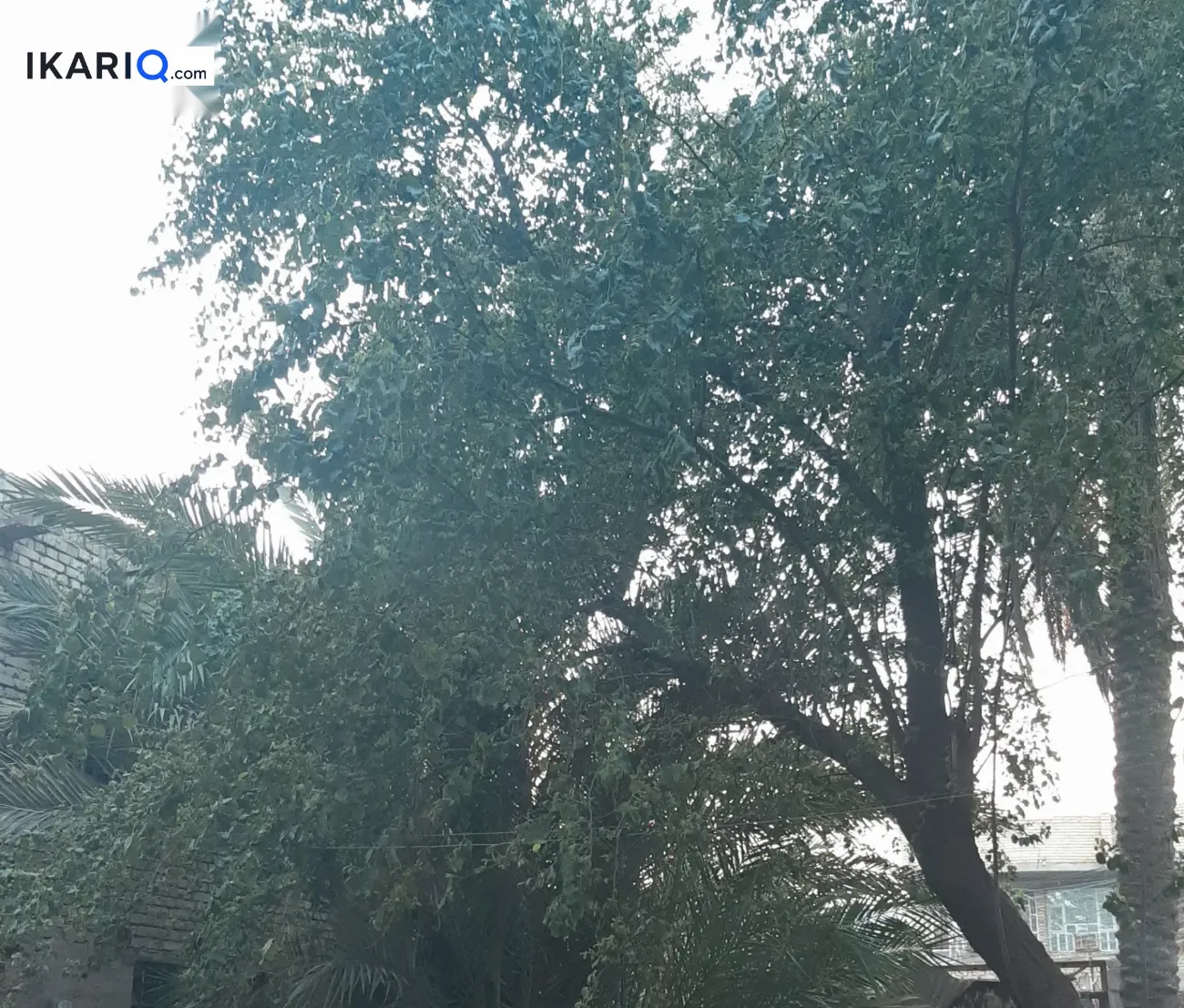 أرض للبيع في جسر ديالى - 495 م² / 1,650,000 IQD — صورة 14