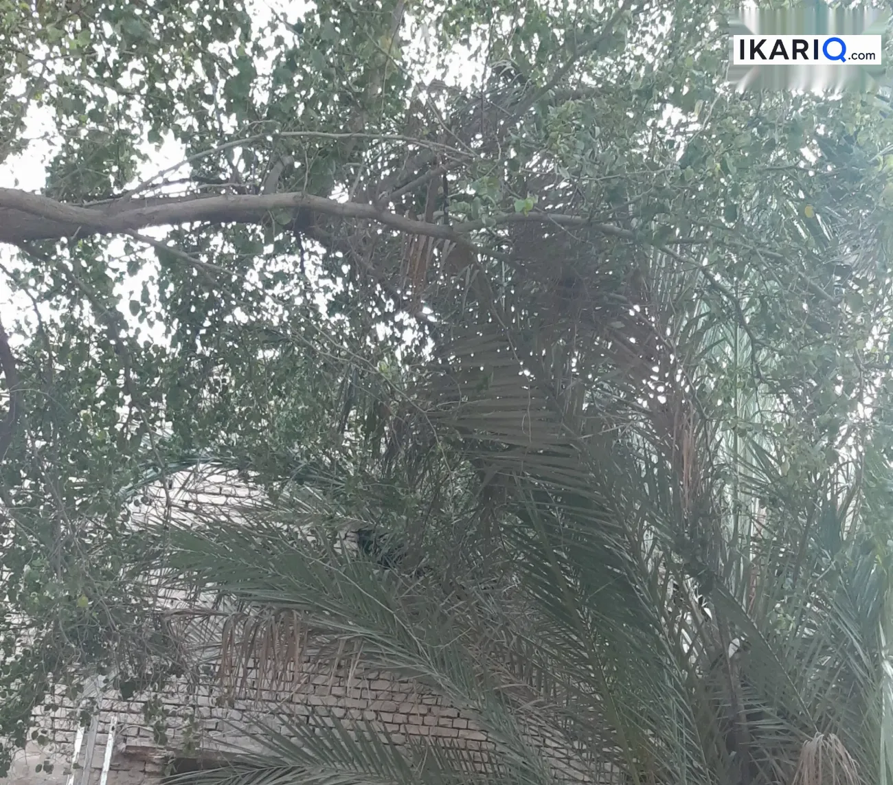 أرض للبيع في جسر ديالى - 495 م² / 1,650,000 IQD — صورة 8