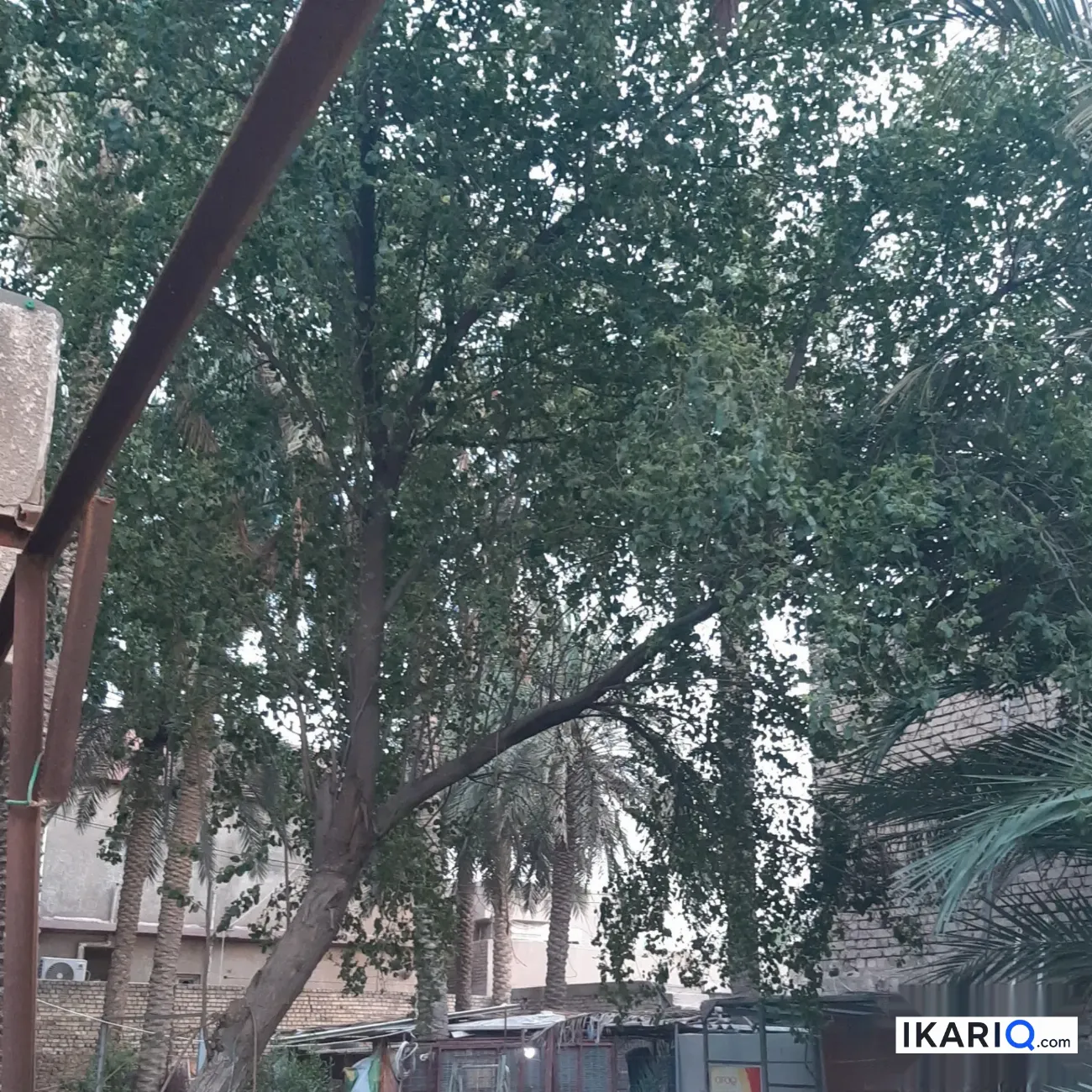أرض للبيع في جسر ديالى - 495 م² / 1,650,000 IQD — صورة 7