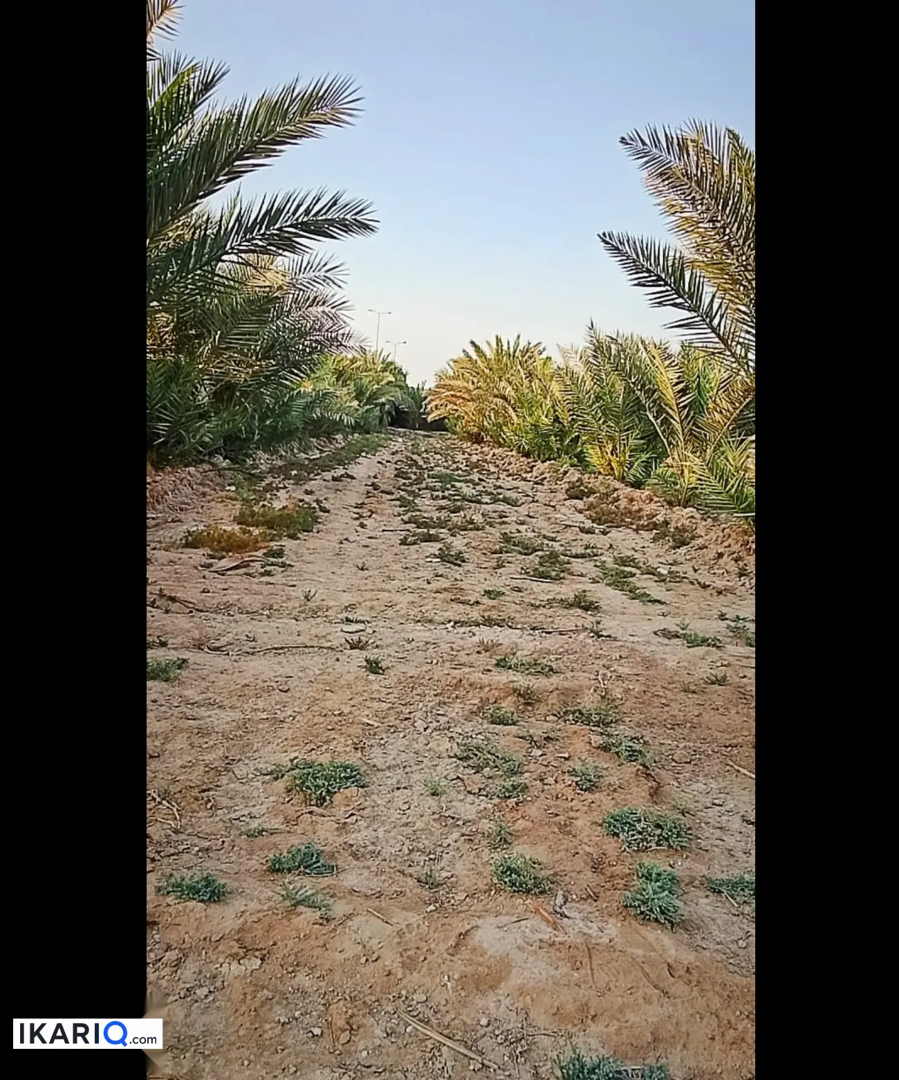 أرض للبيع في الكوفة - 1240 م² / 80,000,000 IQD — صورة 6