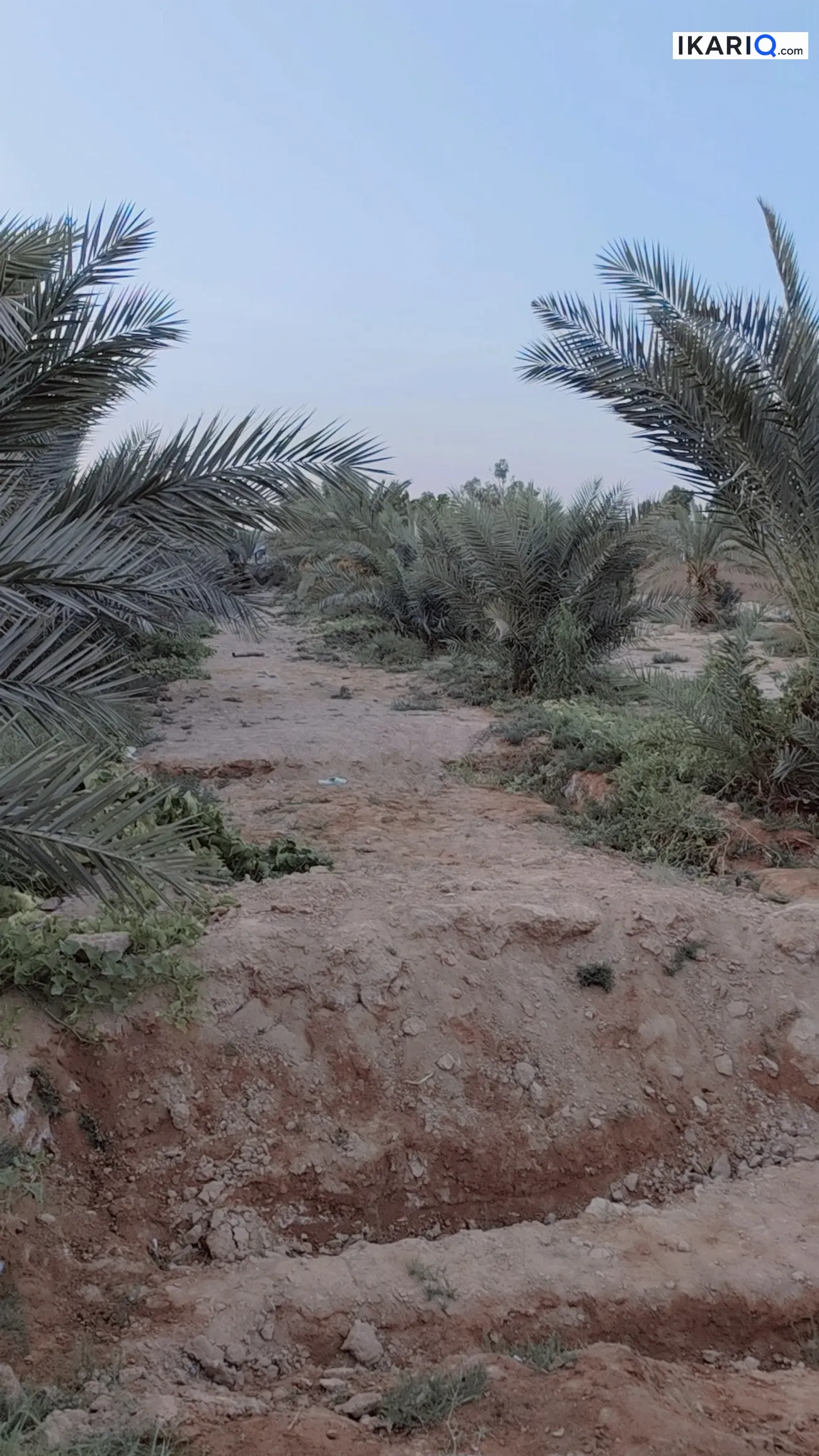أرض للبيع في الكوفة - 5400000 م² / 80,000,000 IQD — صورة 5