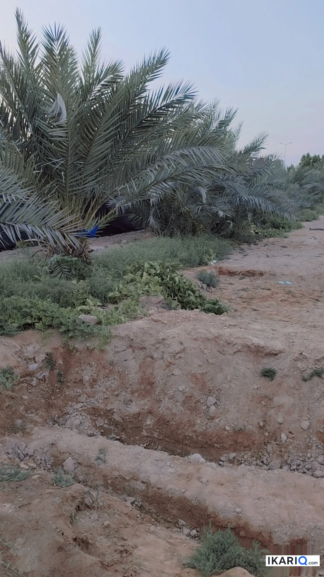 أرض للبيع في الكوفة - 5400000 م² / 80,000,000 IQD — صورة 7