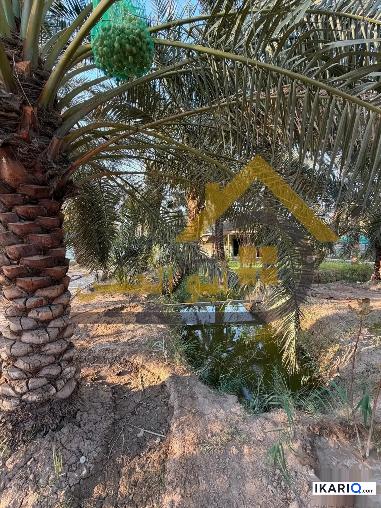 أرض للبيع في ابي الخصيب - 2450 م² / 1,500,000 IQD — صورة 10