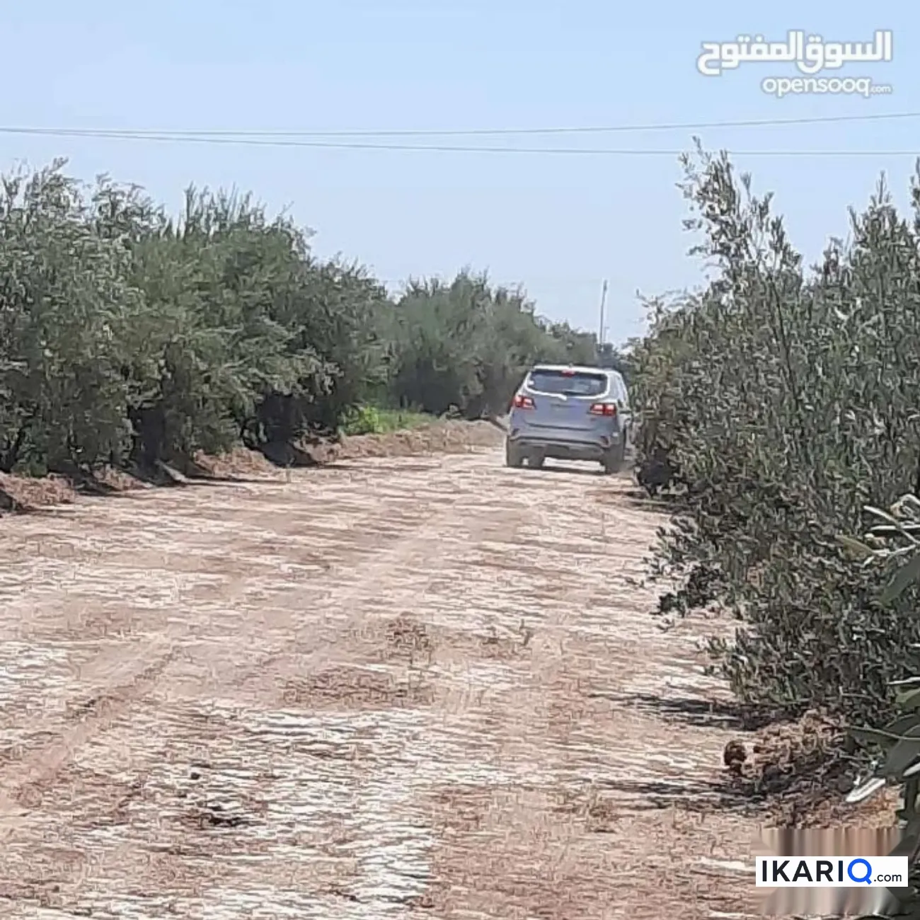 مزرعة للبيع في الضلوعية - 1 م² / 300,000,000 IQD — صورة 4