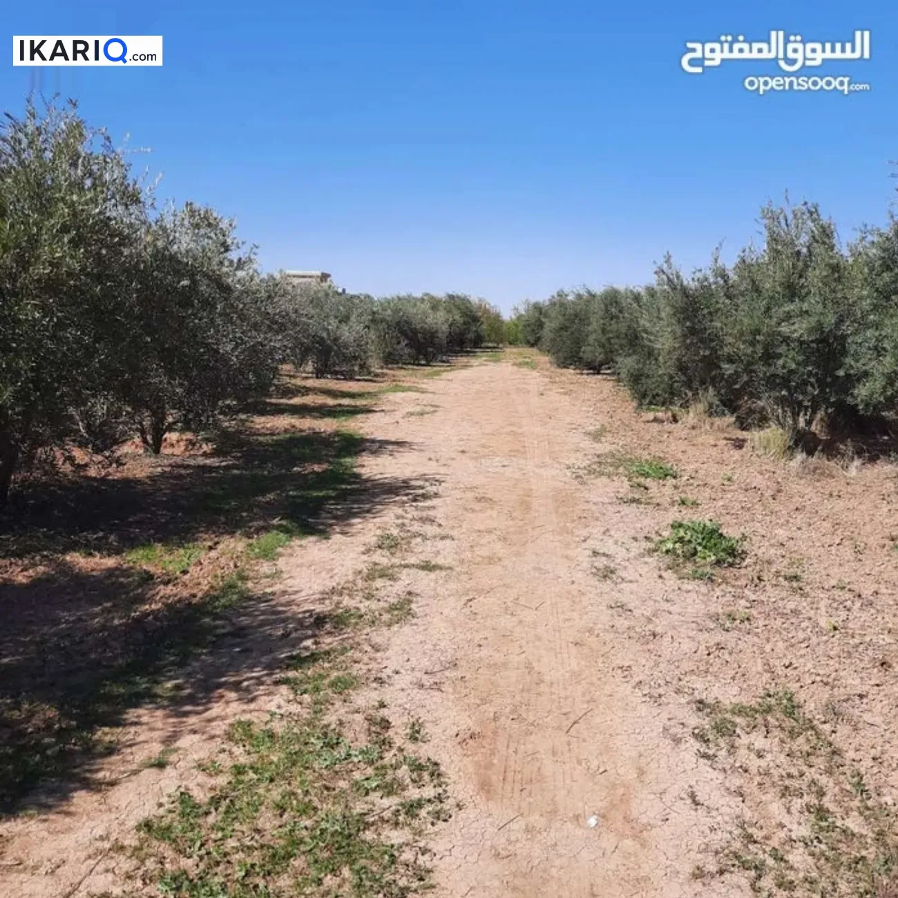 مزرعة للبيع في الضلوعية - 1 م² / 300,000,000 IQD — صورة 3
