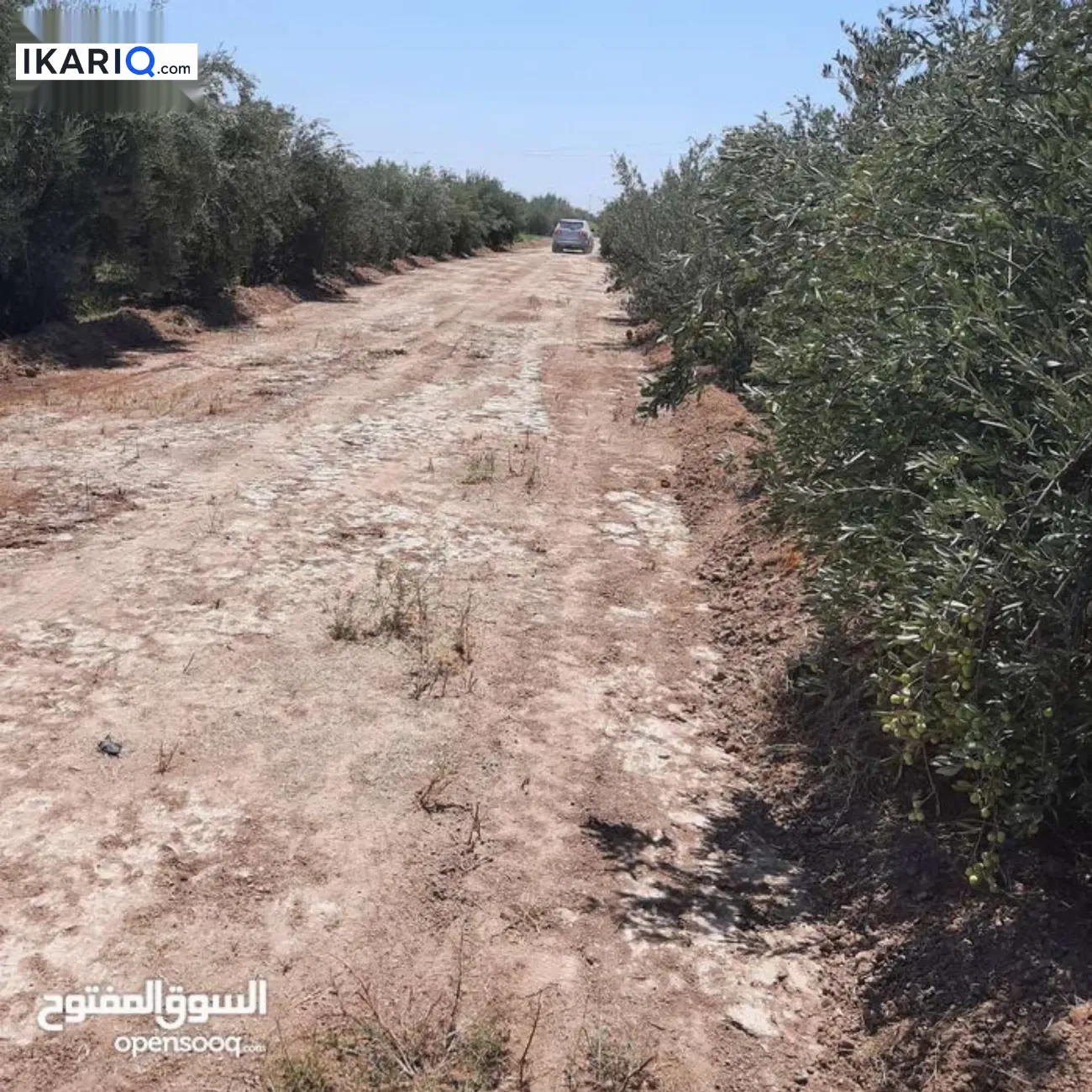 مزرعة للبيع في الضلوعية - 1 م² / 300,000,000 IQD — صورة 5
