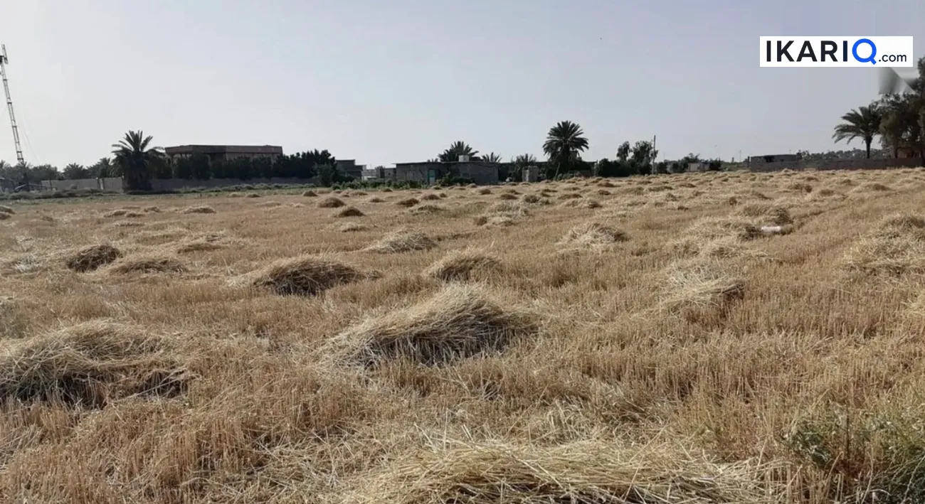 أرض للبيع في الطارمية - 62500 م² / 650,000,000 IQD — صورة 5