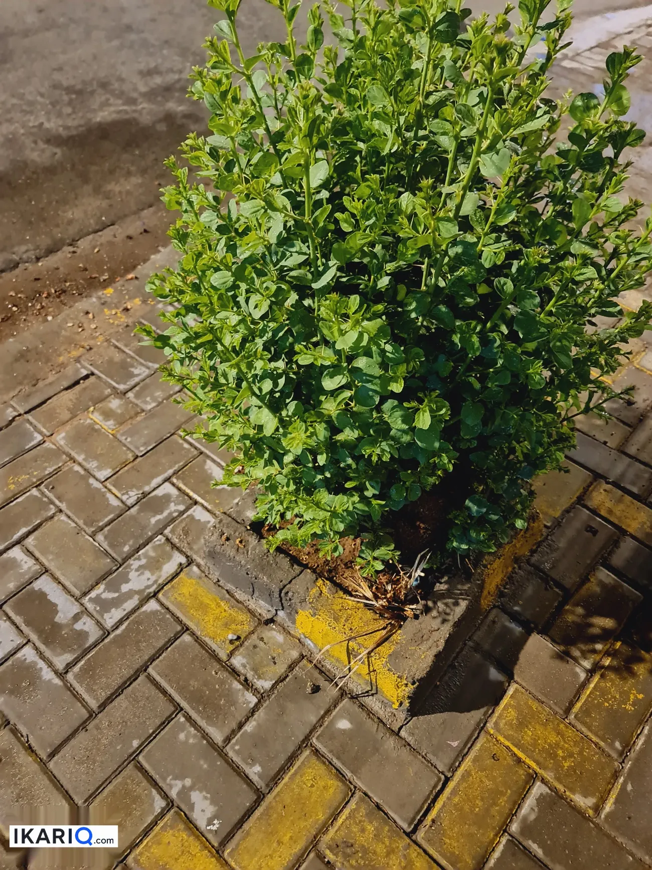 دار للبيع في المهندسين - 160 م² / 942,500,000 IQD — صورة 7