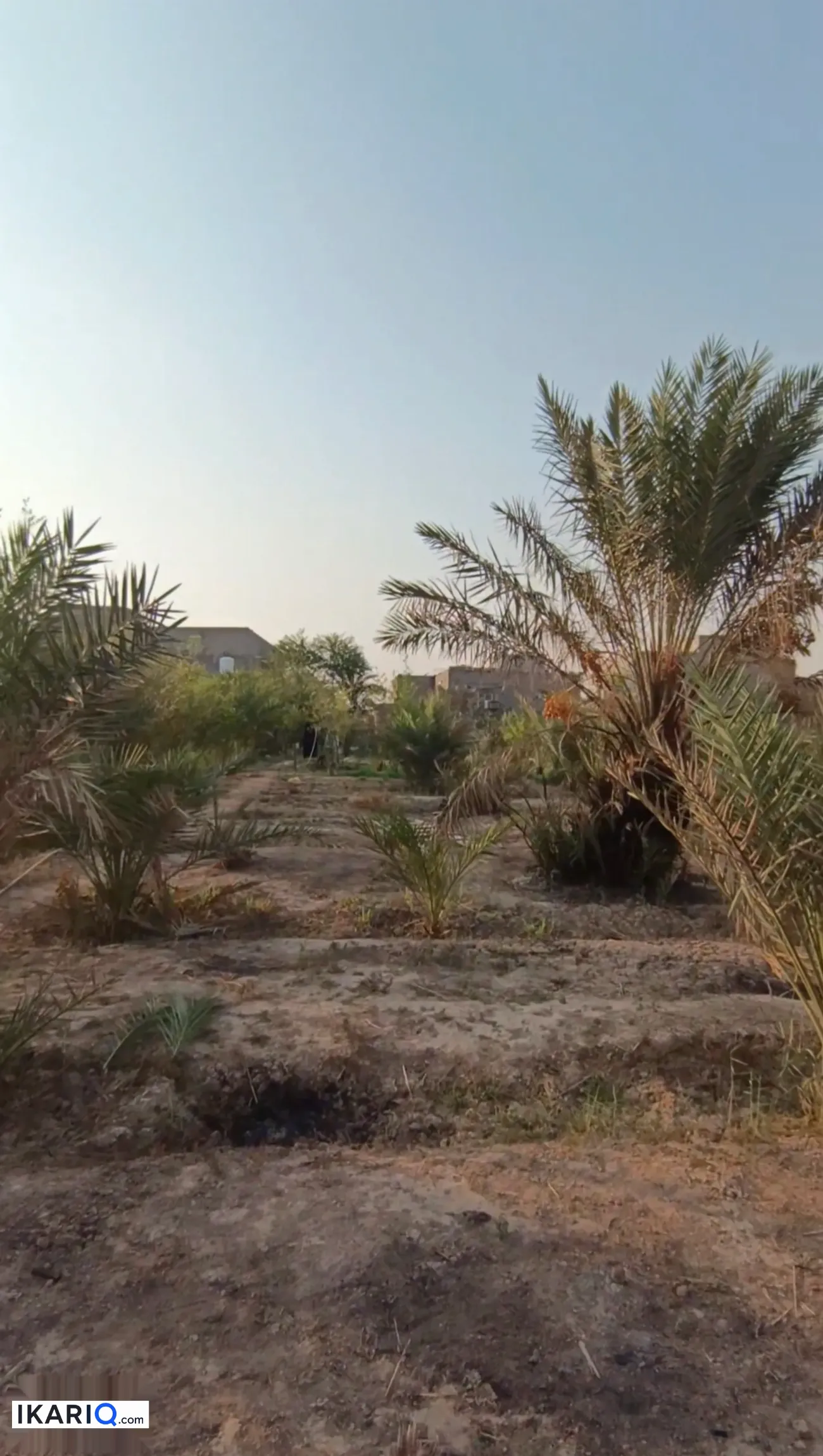مزرعة للبيع في الحوطة - 3000 م² / 150,000,000 IQD