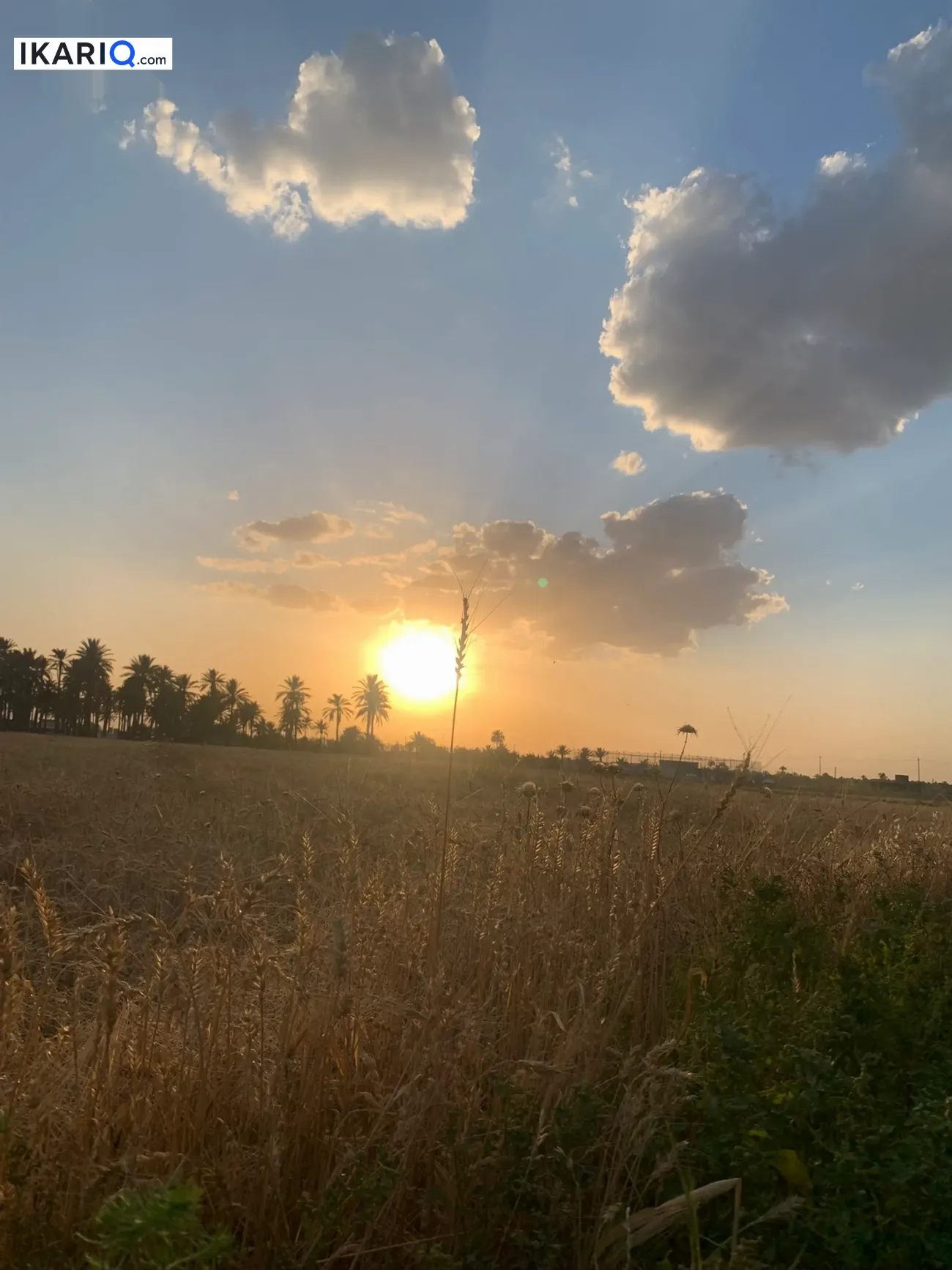 أرض للبيع في التاجي - 2500 م² / 45,000,000 IQD — صورة 7