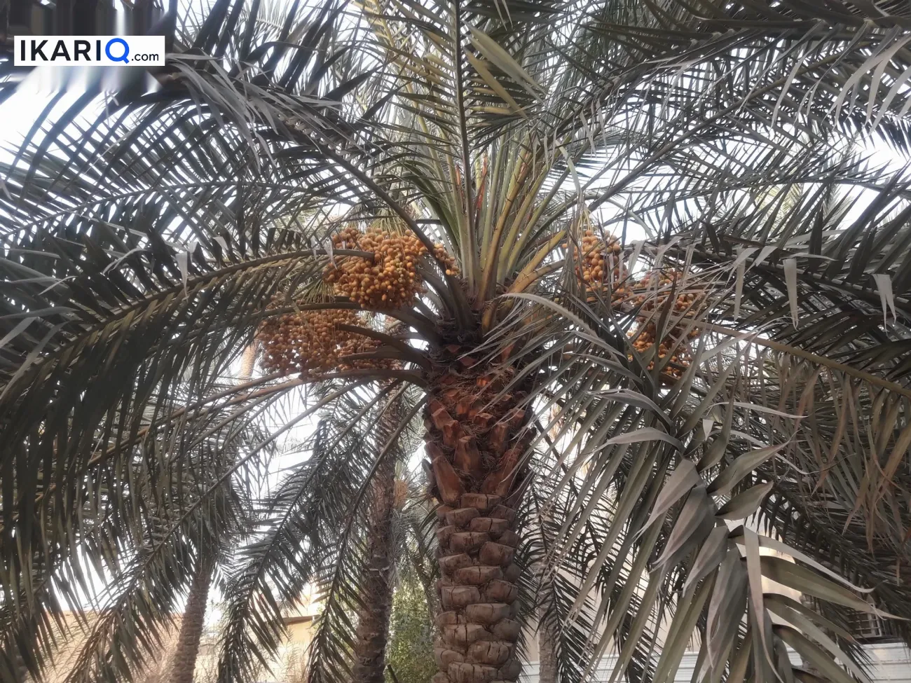 أرض للبيع في ابي الخصيب - 5700 م² / 76,700,777 IQD — صورة 3
