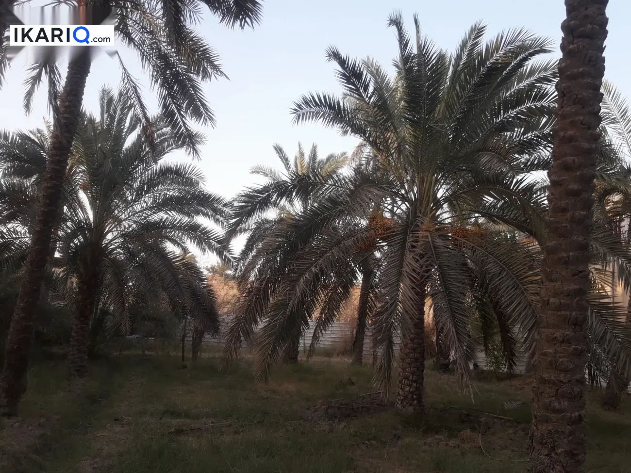 أرض للبيع في ابي الخصيب - 5700 م² / 76,700,777 IQD — صورة 4