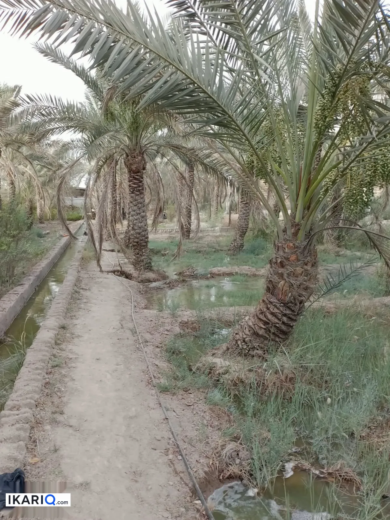 مزرعة للبيع في ابي الخصيب - 300 م² / 425,000,000 IQD — صورة 12