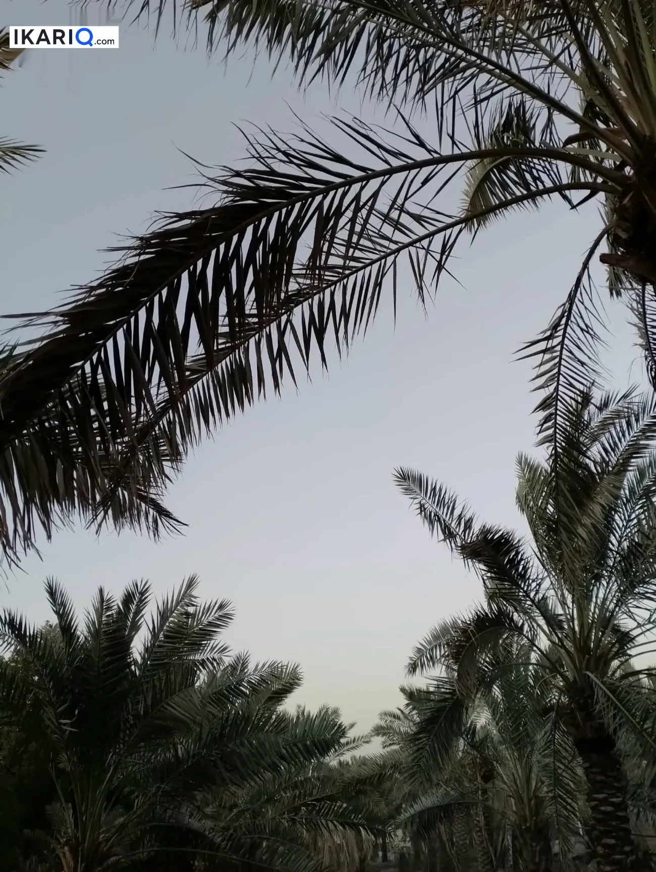 مزرعة للبيع في ابي الخصيب - 300 م² / 425,000,000 IQD — صورة 16