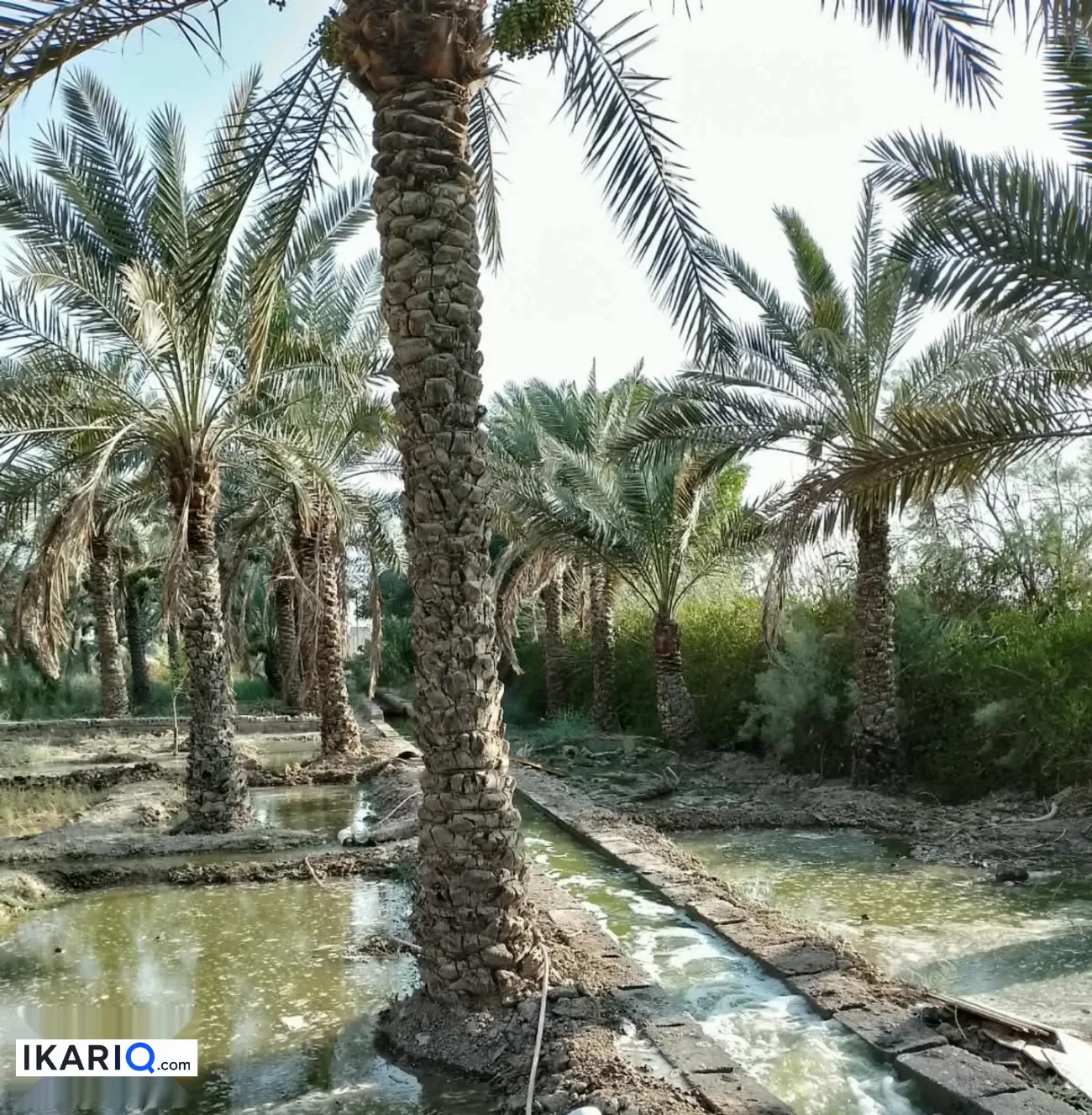 مزرعة للبيع في ابي الخصيب - 300 م² / 425,000,000 IQD — صورة 14