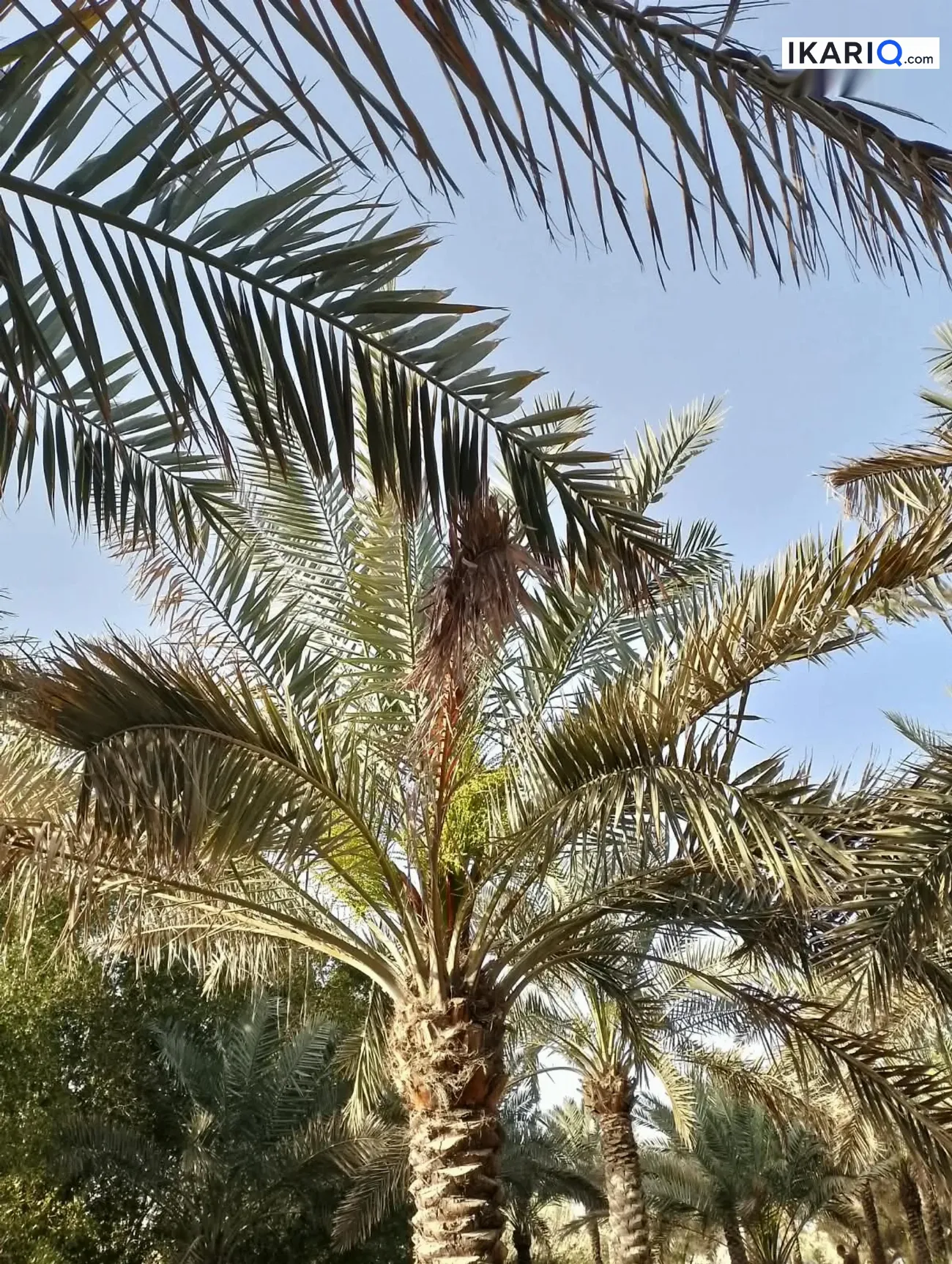 مزرعة للبيع في ابي الخصيب - 300 م² / 425,000,000 IQD — صورة 15