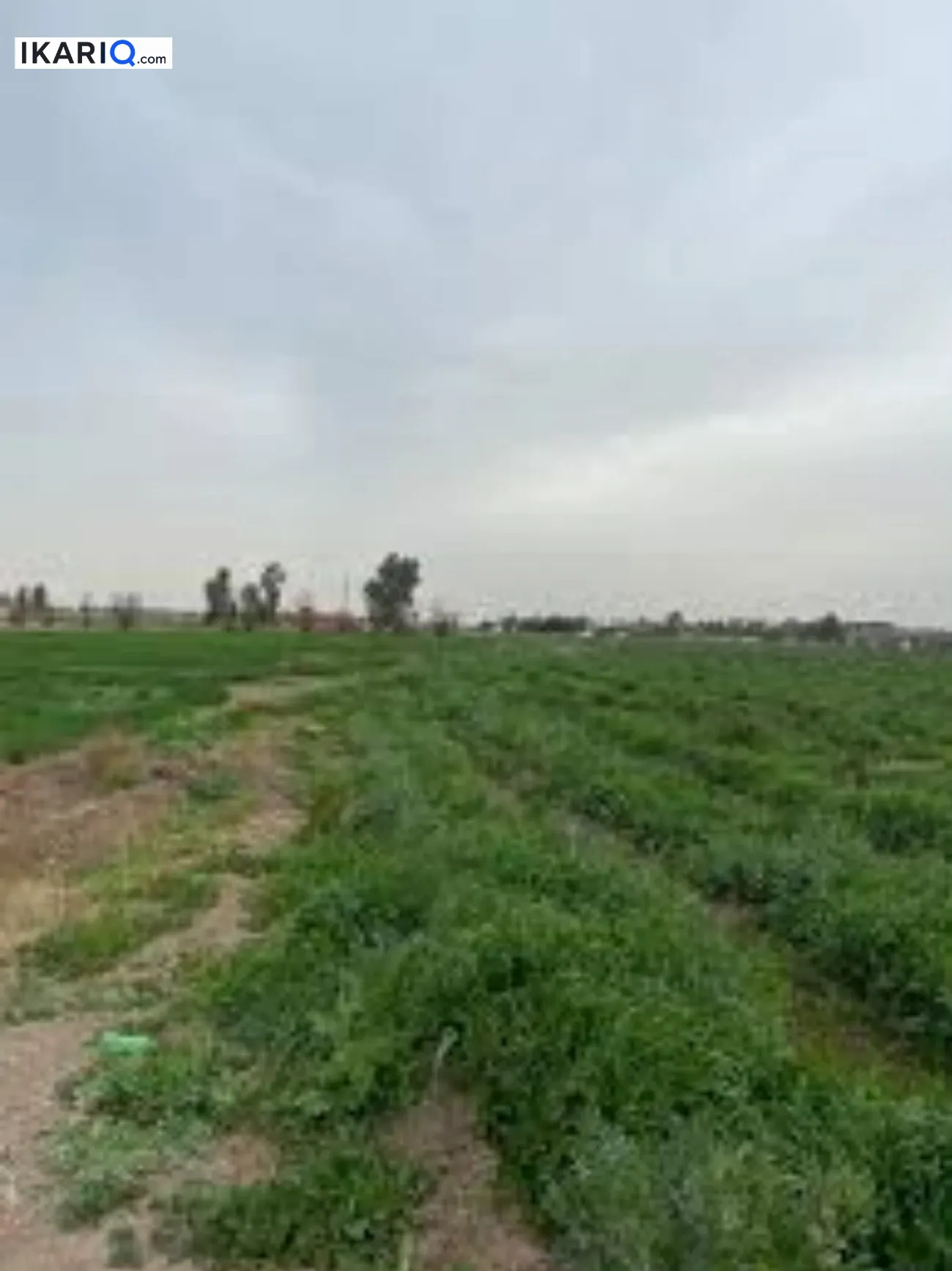 مزرعة للبيع في كربلاء - 250 م² / 160,000,000 IQD — صورة 3