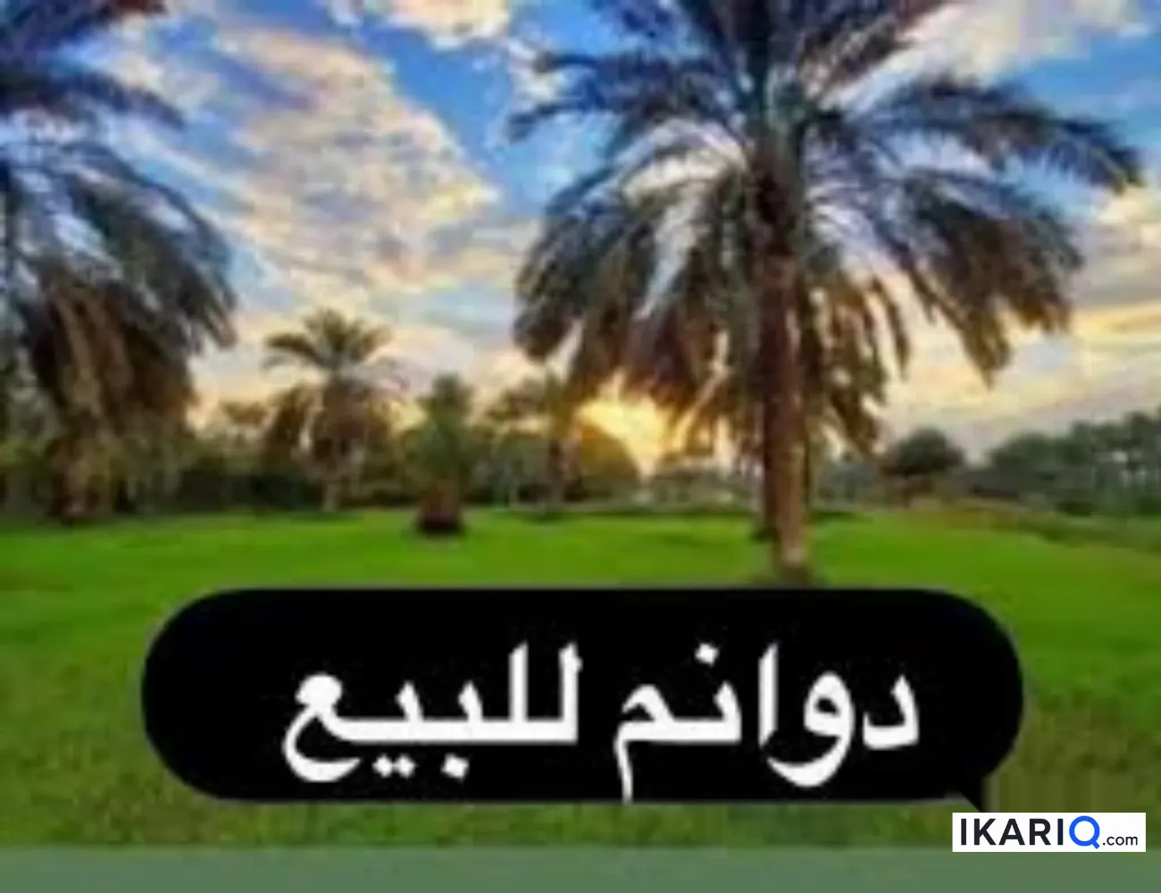 مزرعة للبيع في كربلاء - 250 م² / 160,000,000 IQD — صورة 10