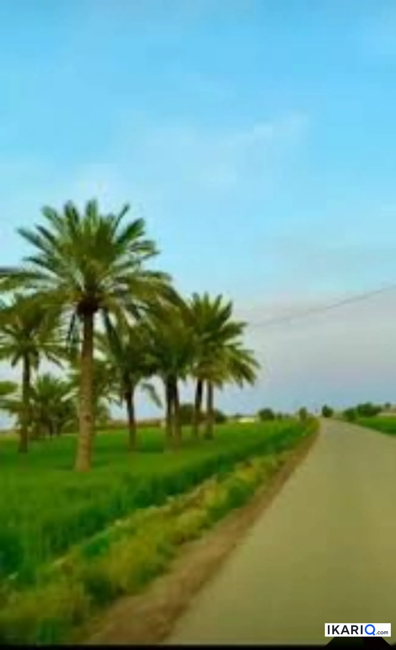 مزرعة للبيع في كربلاء - 250 م² / 160,000,000 IQD — صورة 2