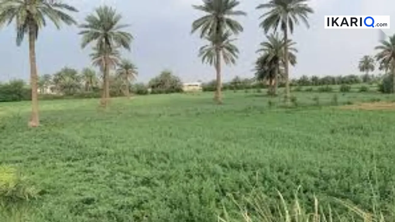 مزرعة للبيع في كربلاء - 250 م² / 160,000,000 IQD — صورة 4