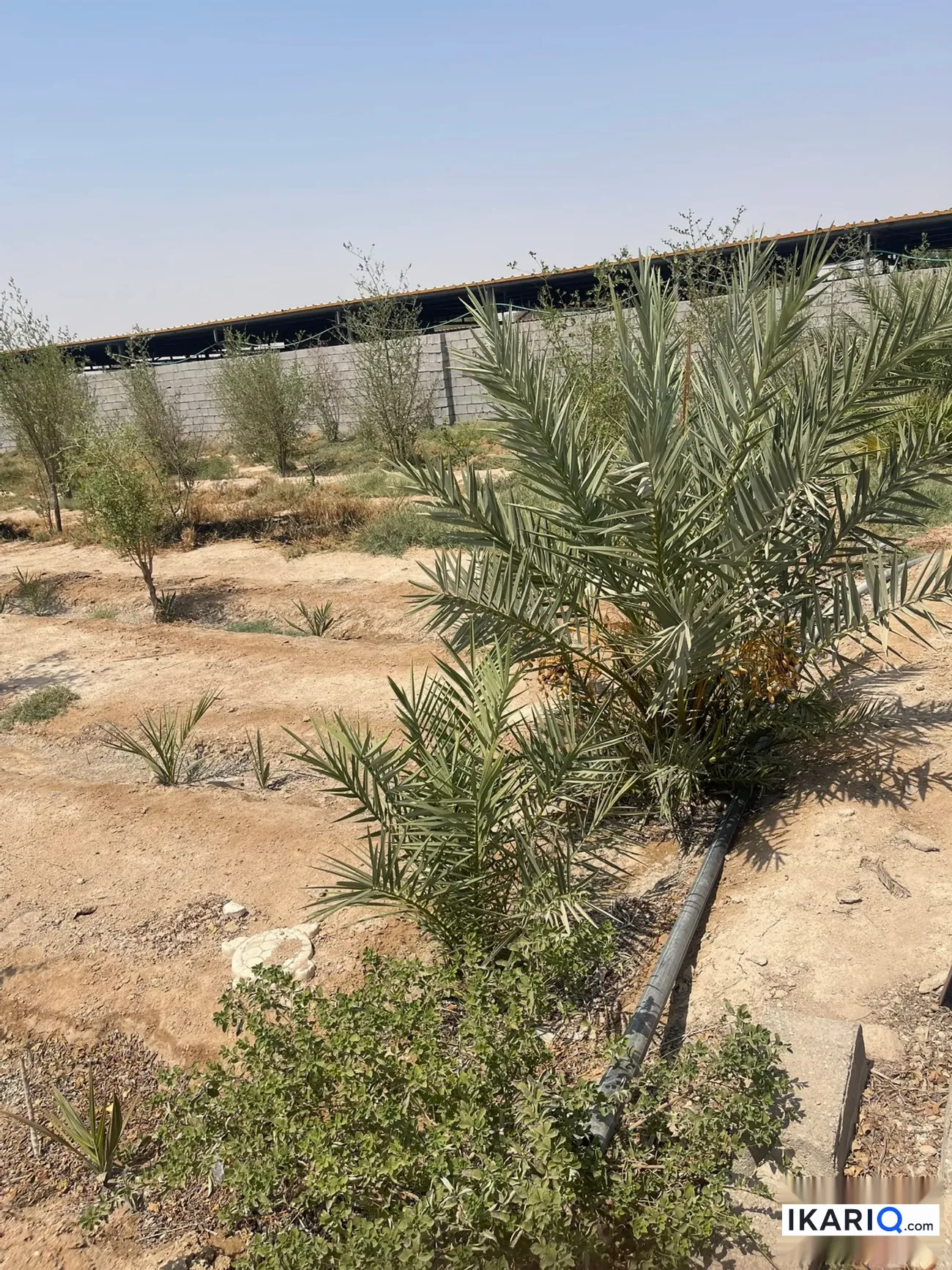 أرض للبيع في الزبير - 2000 م² / 38,000,000 IQD — صورة 7