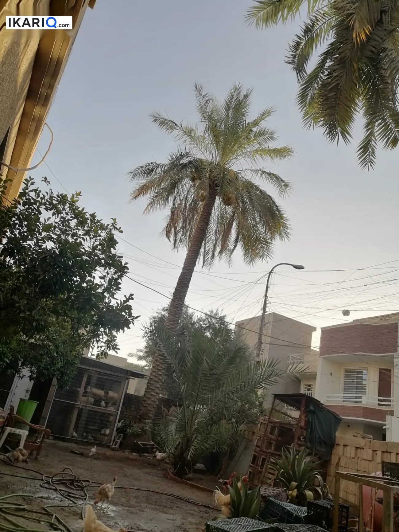 دار للبيع في حي القاهرة - 300 م² / 4,000,000 IQD — صورة 12