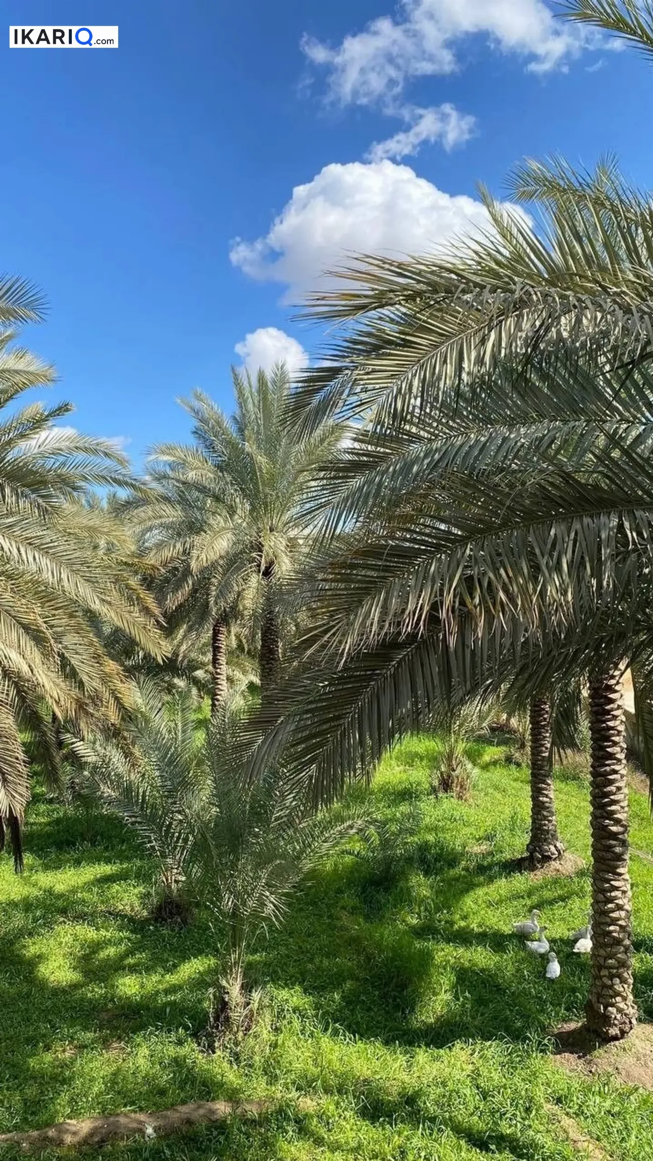 أرض للبيع في ابي الخصيب - 2500 م² / 500,000,000 IQD