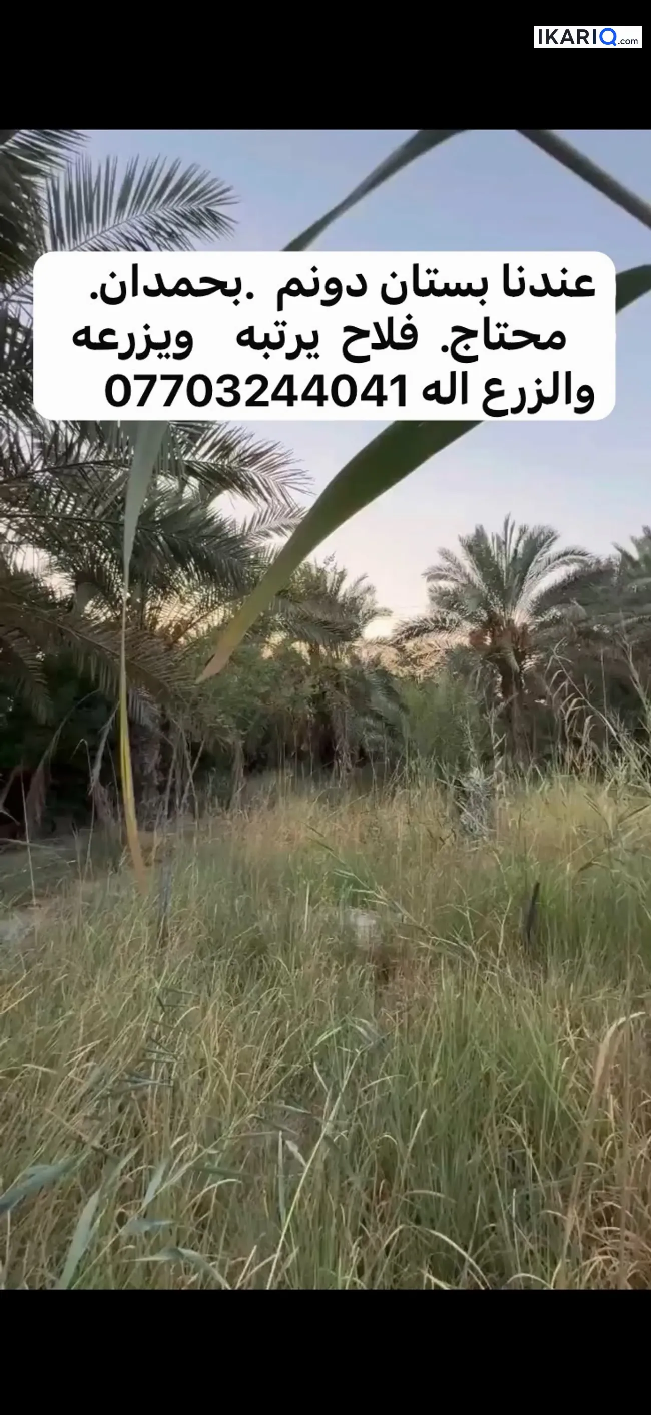 أرض للإيجار في ابي الخصيب - 2500 م² / 10,000 IQD