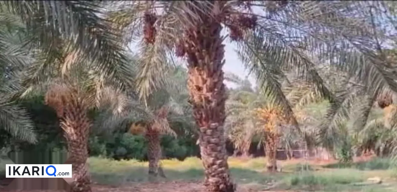 مزرعة للبيع في الكباسي - 1000 م² / 240,000,000 IQD — صورة 2