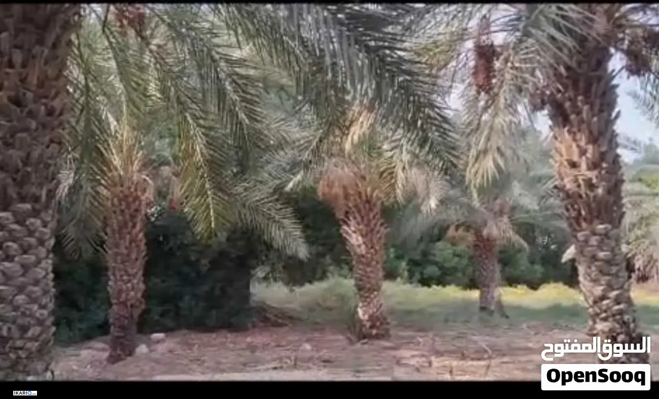 مزرعة للبيع في الكباسي - 1000 م² / 240,000,000 IQD