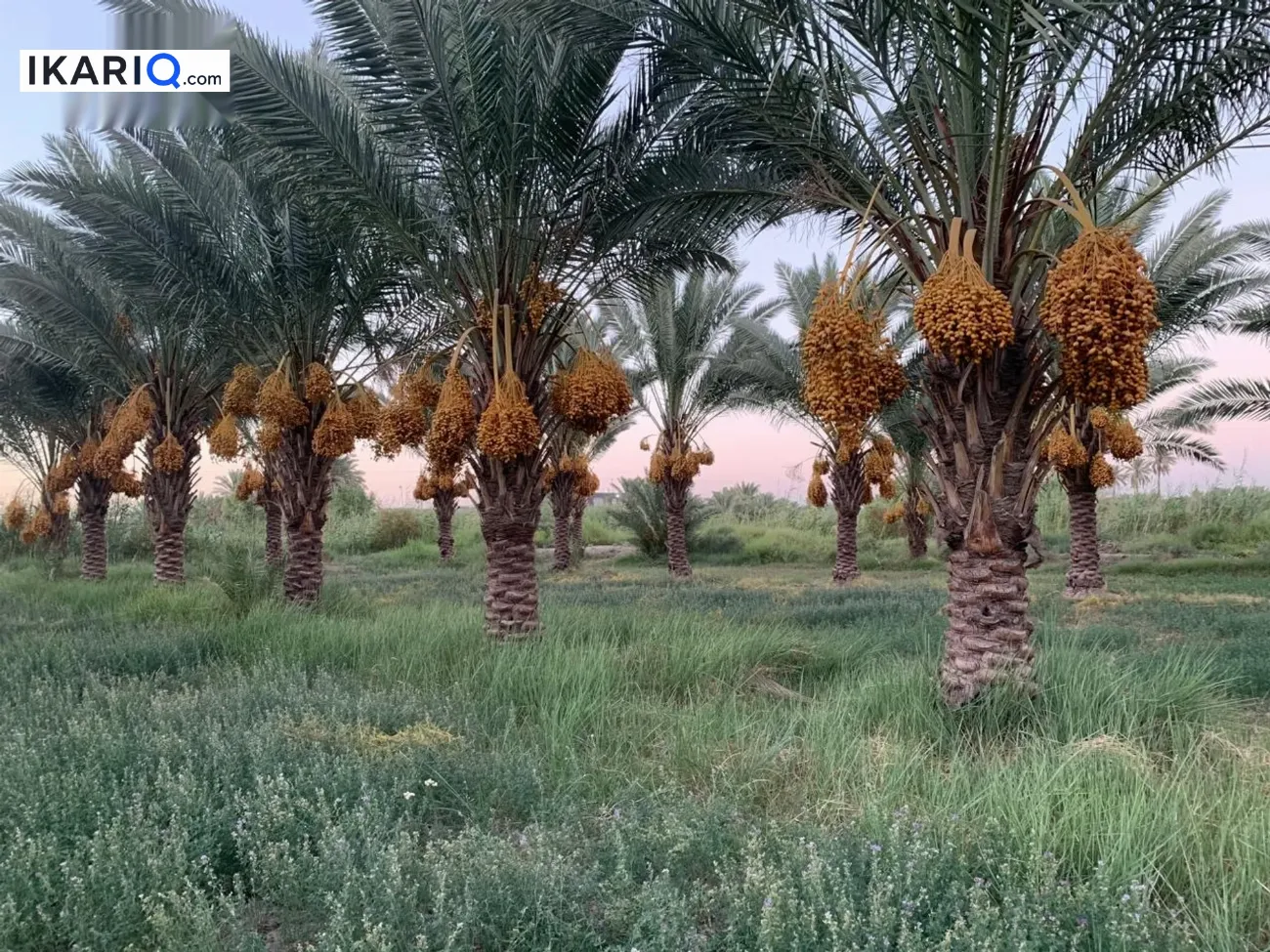 أرض للبيع في الهاشمية - 55 م² / 10,000,000 IQD — صورة 11
