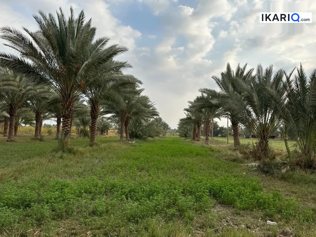 أرض للبيع في الهاشمية - 55 م² / 10,000,000 IQD — صورة 5