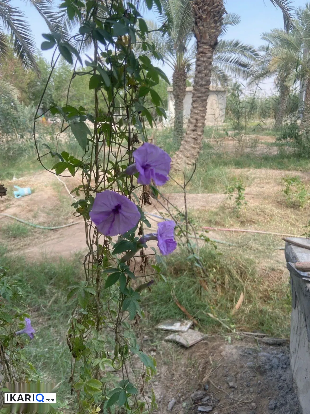 أرض للإيجار في ابو مغيرة - 750 م² / 25,555 IQD — صورة 4