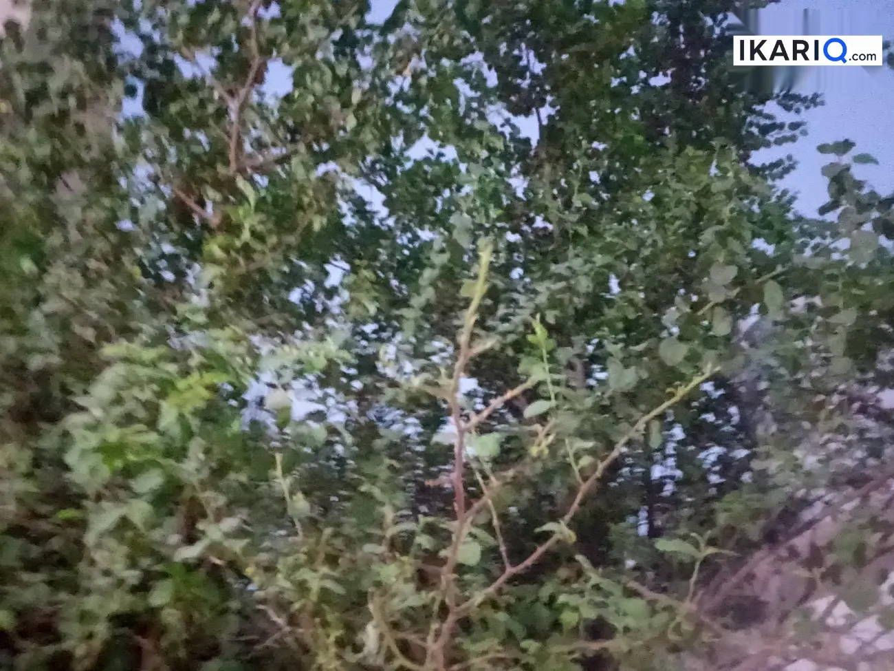 أرض للبيع في ابي الخصيب - 280 م² / 11,000,000 IQD — صورة 19