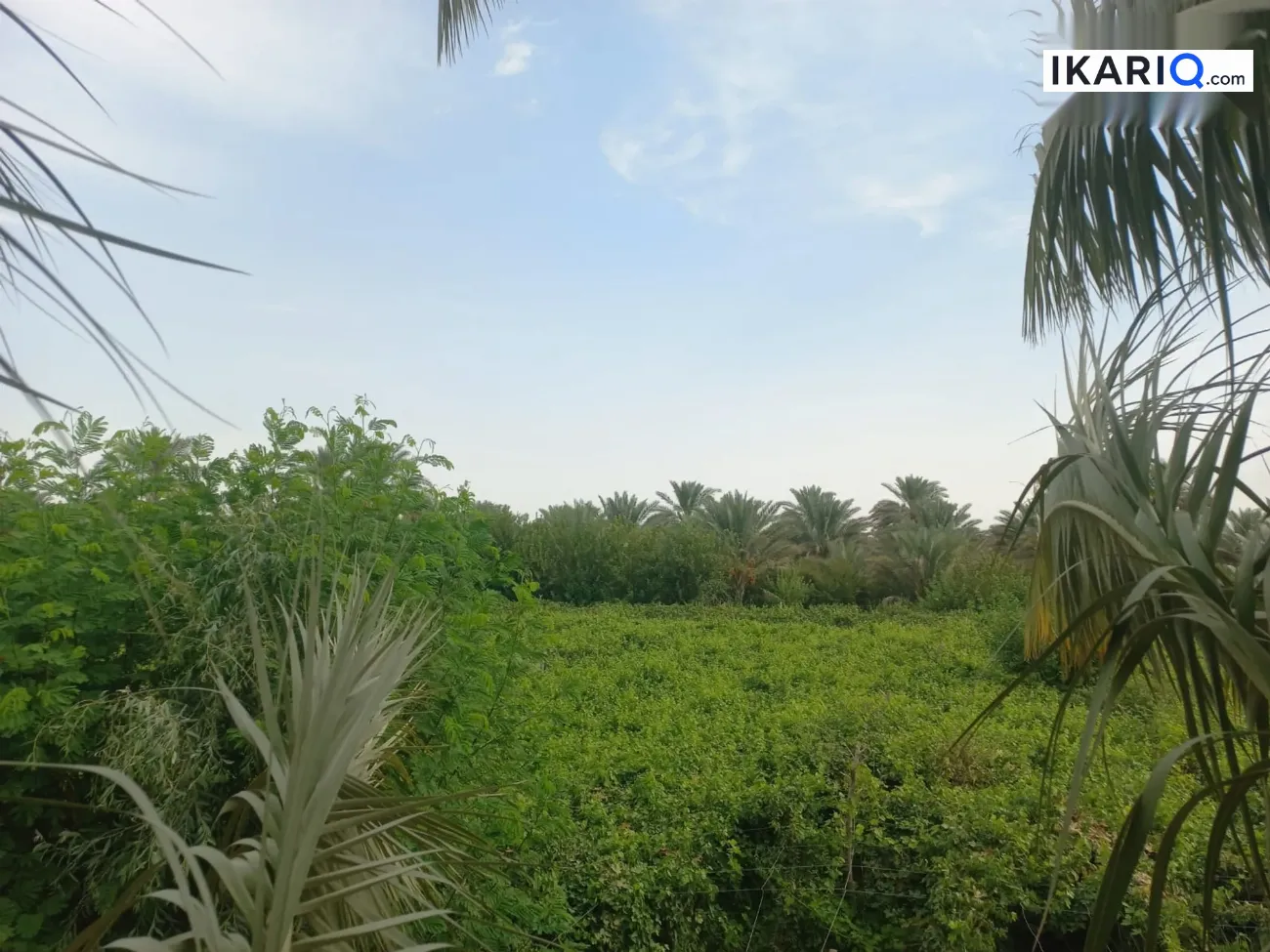 أرض للبيع في المقدادية - 12500 م² / 80,000,000 IQD — صورة 2