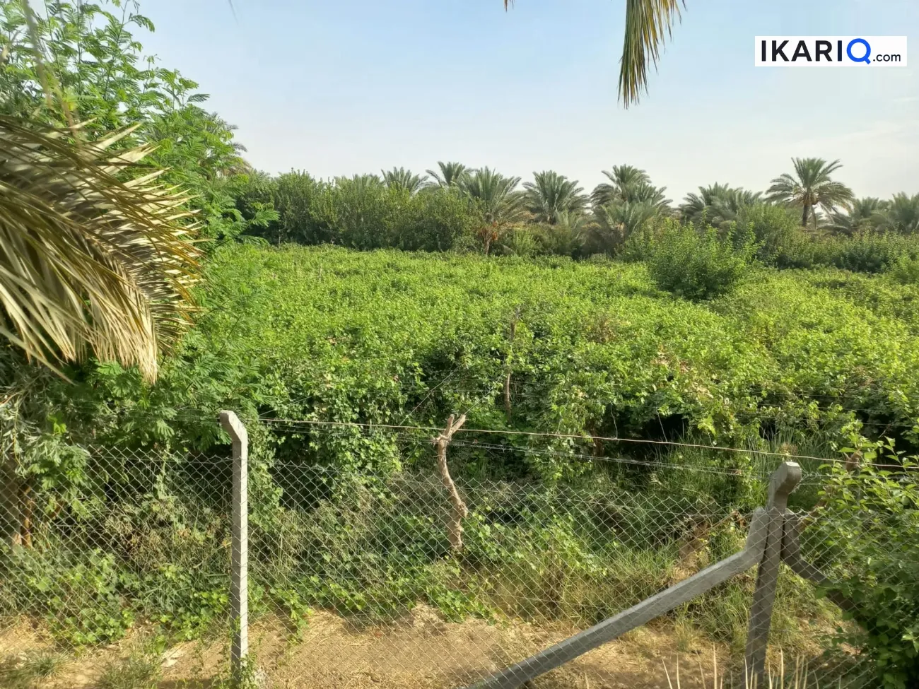 أرض للبيع في المقدادية - 12500 م² / 80,000,000 IQD — صورة 8