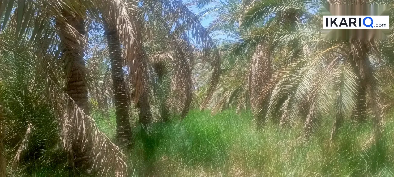أرض للبيع في قضاء المدينة - 12500 م² / 10,000,000 IQD — صورة 6