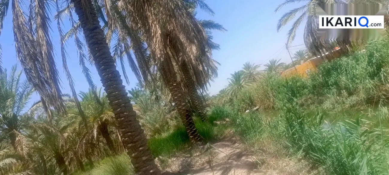 أرض للبيع في قضاء المدينة - 12500 م² / 10,000,000 IQD — صورة 7