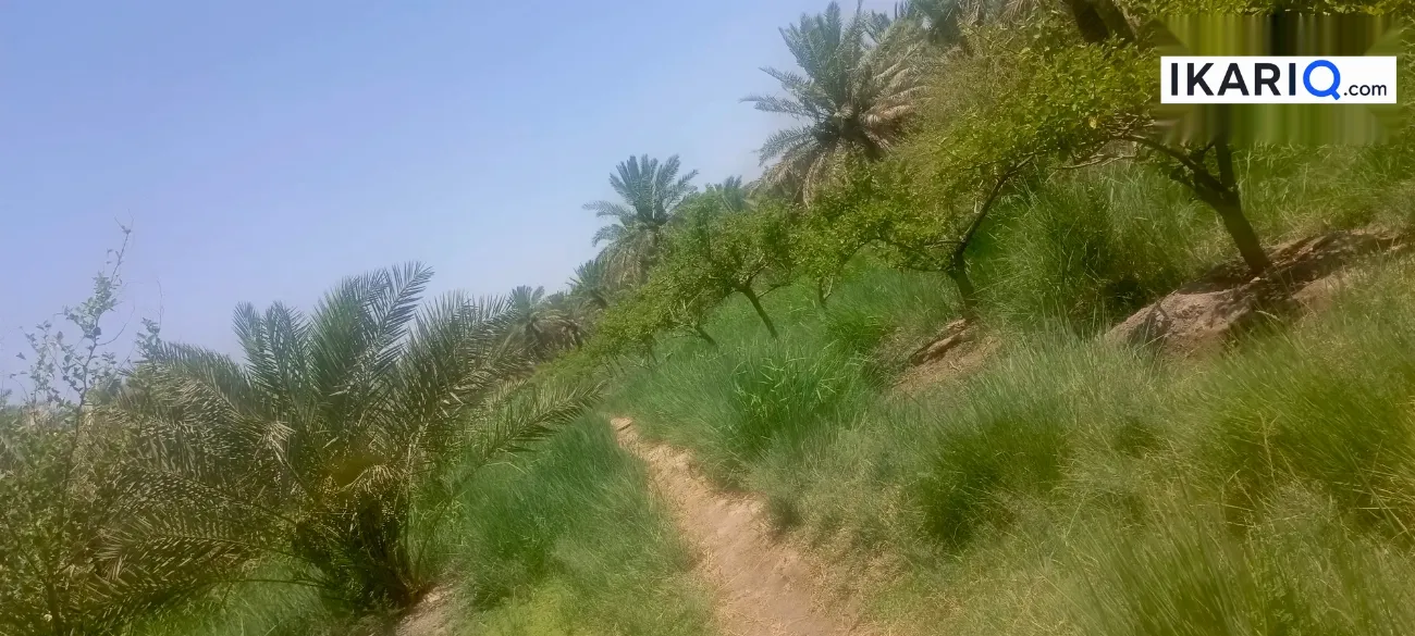 أرض للبيع في قضاء المدينة - 12500 م² / 10,000,000 IQD — صورة 2