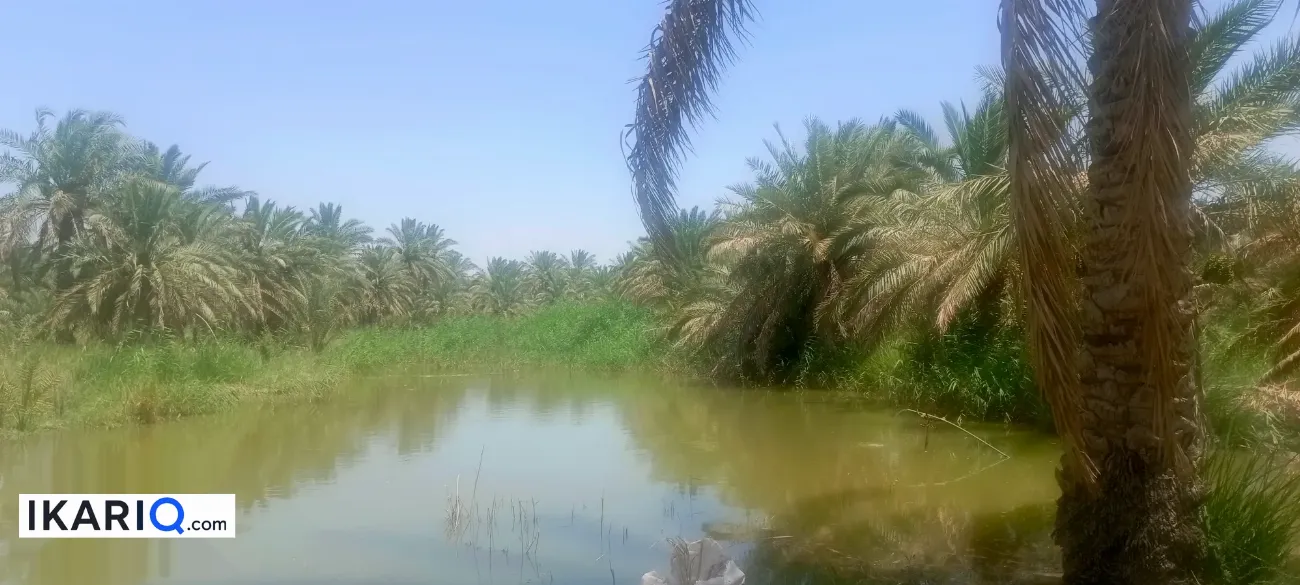 أرض للبيع في قضاء المدينة - 12500 م² / 10,000,000 IQD — صورة 4