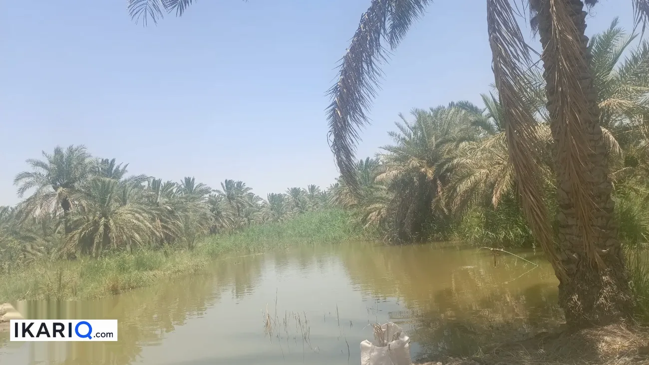 أرض للبيع في قضاء المدينة - 12500 م² / 10,000,000 IQD — صورة 8