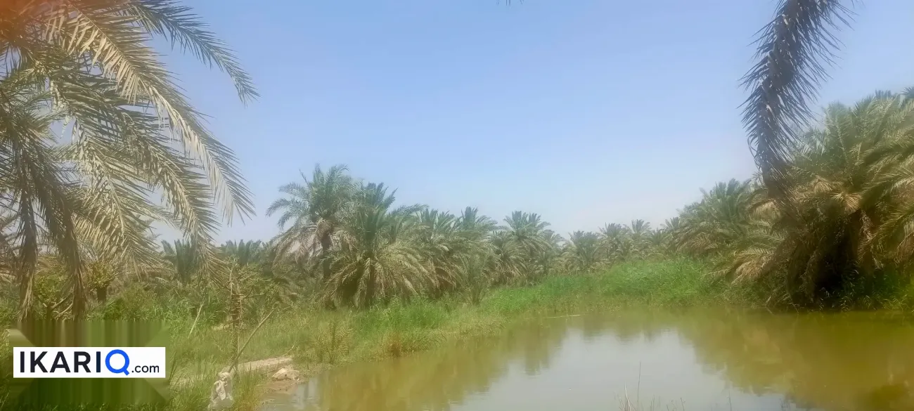 أرض للبيع في قضاء المدينة - 12500 م² / 10,000,000 IQD — صورة 3