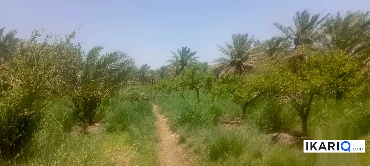 أرض للبيع في قضاء المدينة - 12500 م² / 10,000,000 IQD — صورة 5