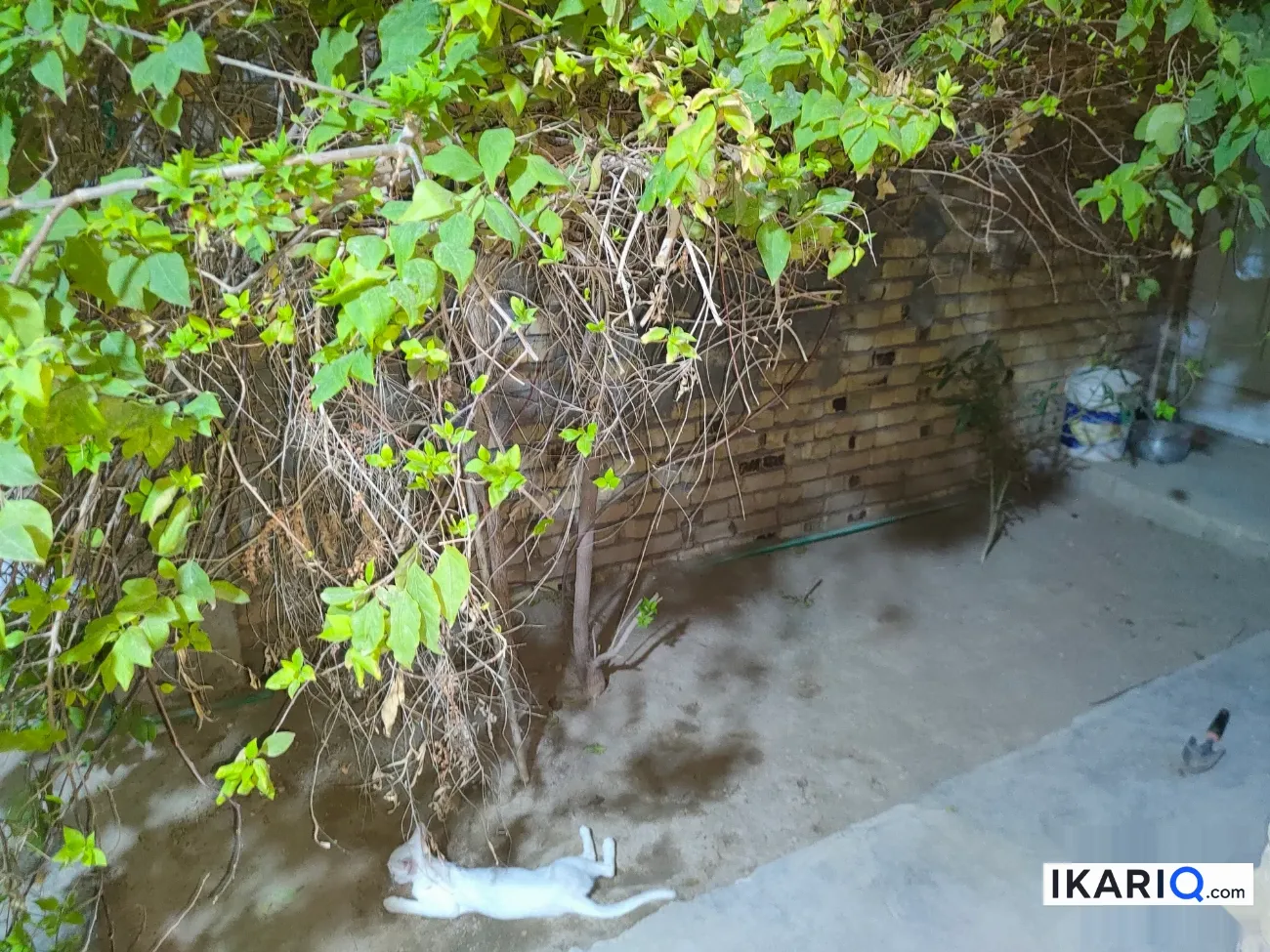دار للبيع في ياسين خريبط - 120 م² / 200,000,000 IQD — صورة 5