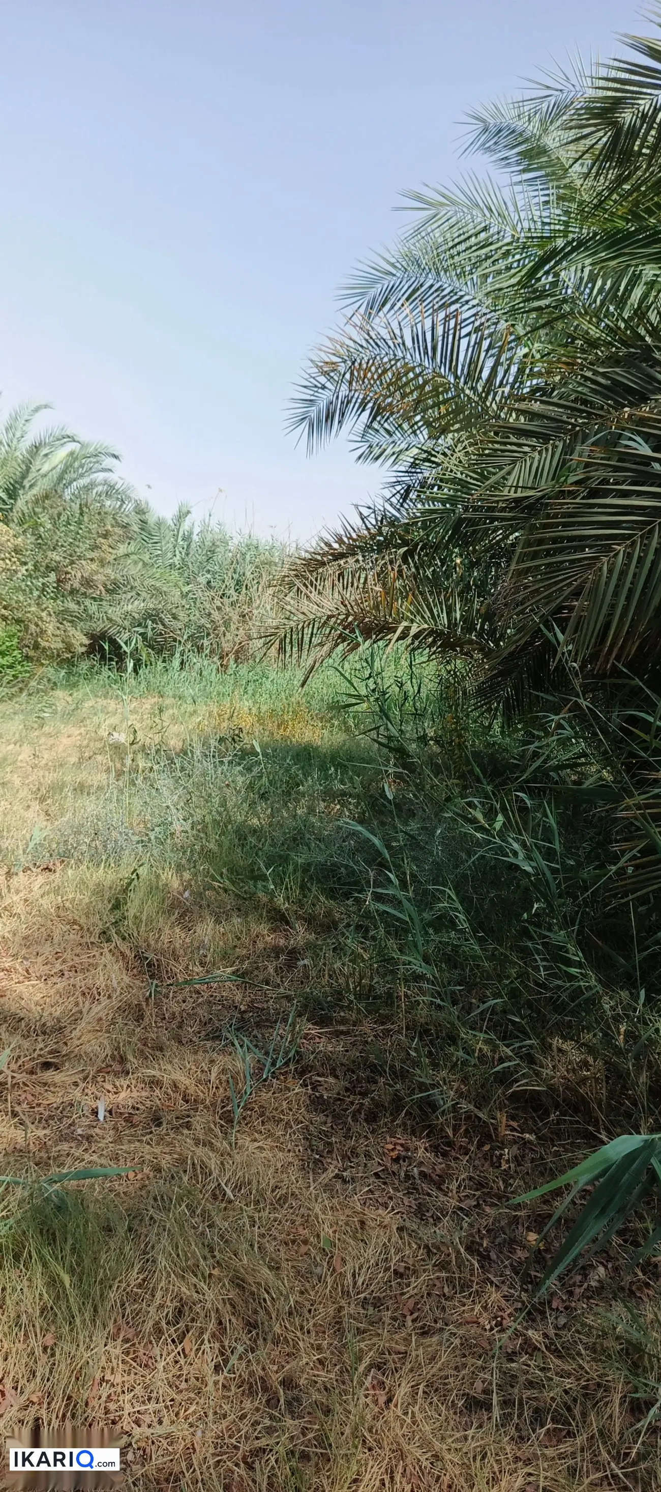 أرض للبيع في النشوة - 250,000,000 IQD — صورة 6